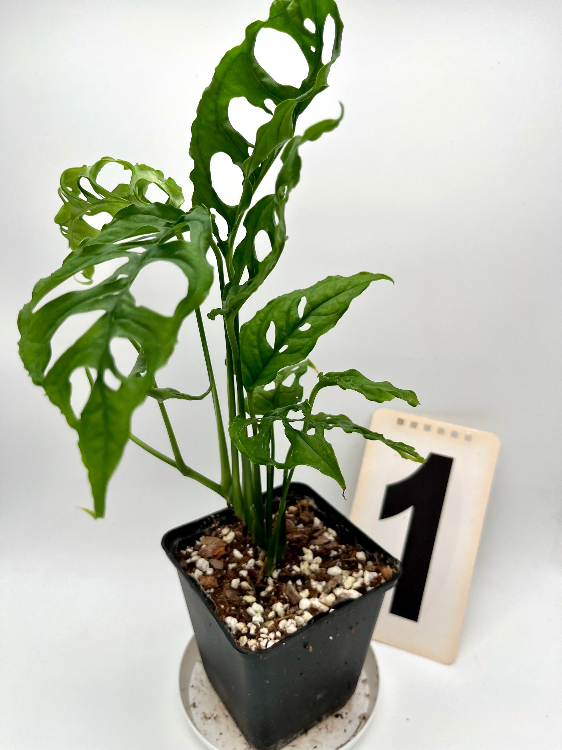 Monstera Obliqua Peru