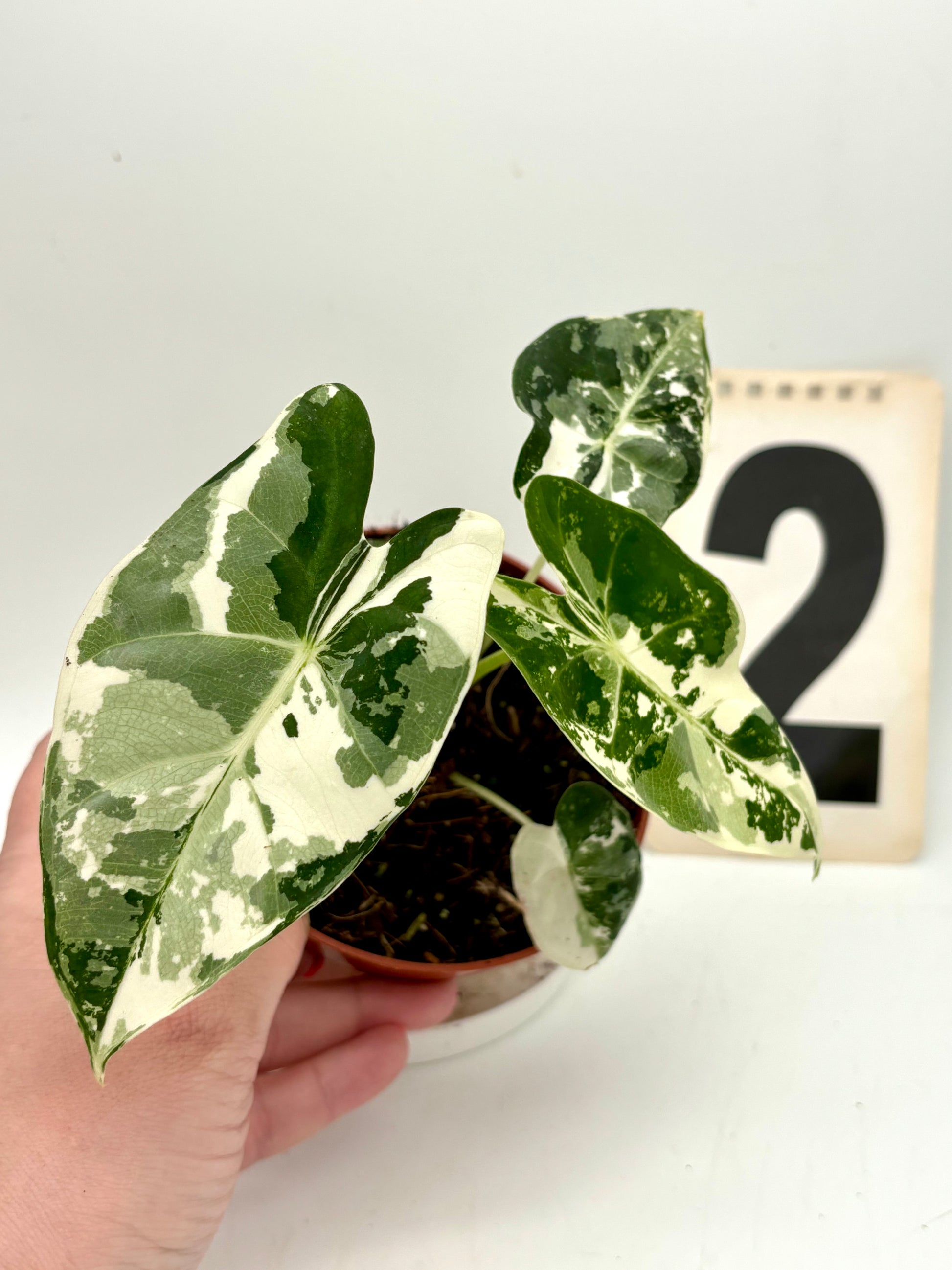 Alocasia Frydek Variegata von Exotic-Flowers, grüne Pflanze mit weißen und cremefarbenen Variegationen auf den Blättern.