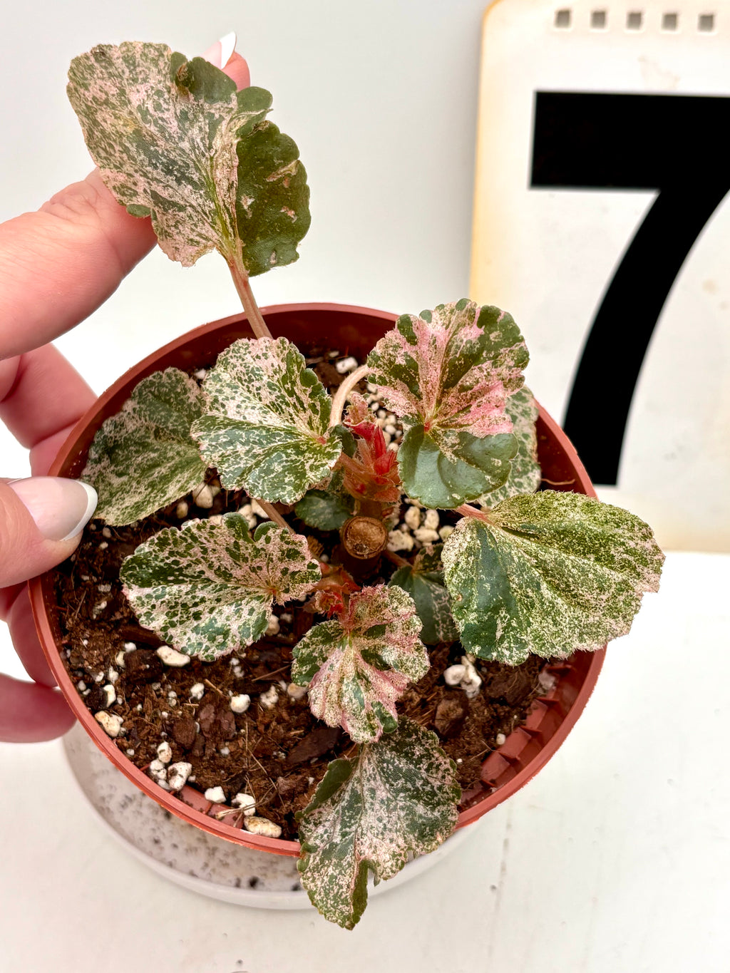 Begonia Cucullata Variegata