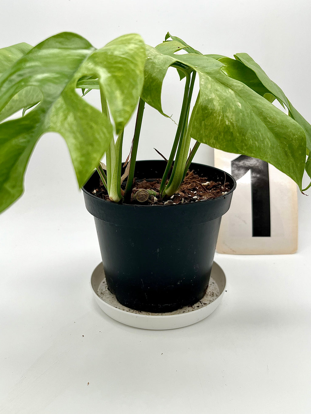 Rhaphidophora Tetrasperma Variegata Mint / Monstera Minima