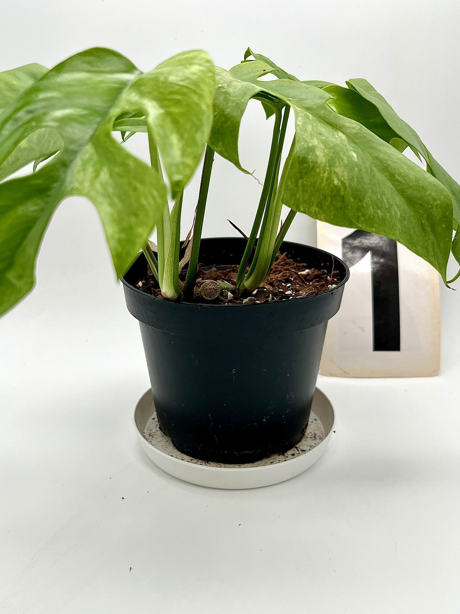 Rhaphidophora Tetrasperma Variegata Mint / Monstera Minima