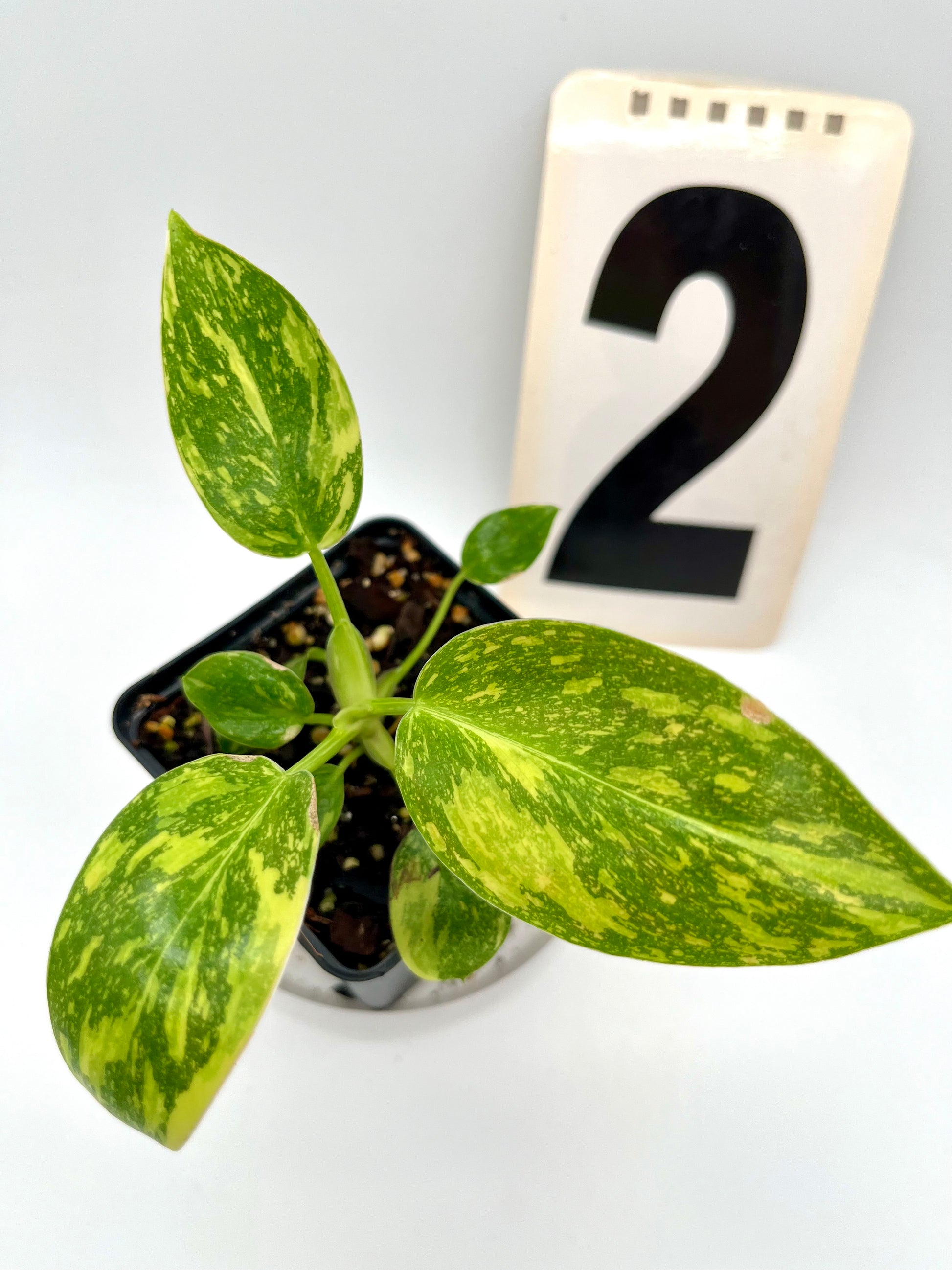 Philodendron Green Congo Variegata