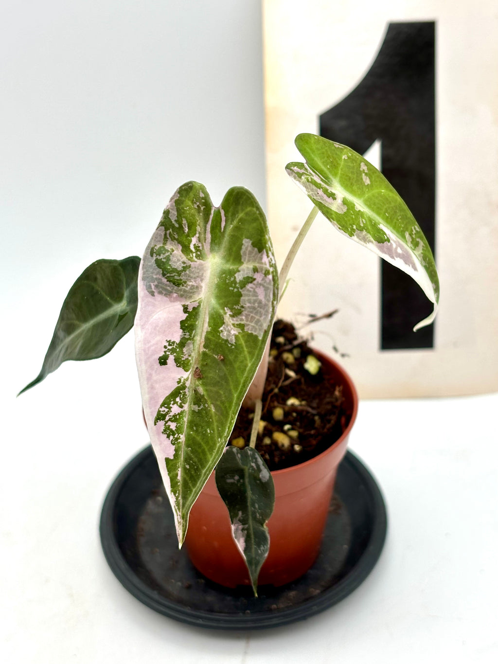 Variegierte Alocasia Bambino Pflanze von Exotic-Flowers, grüne Blätter mit weißen Mustern, kleine Zimmerpflanze, Nahaufnahme