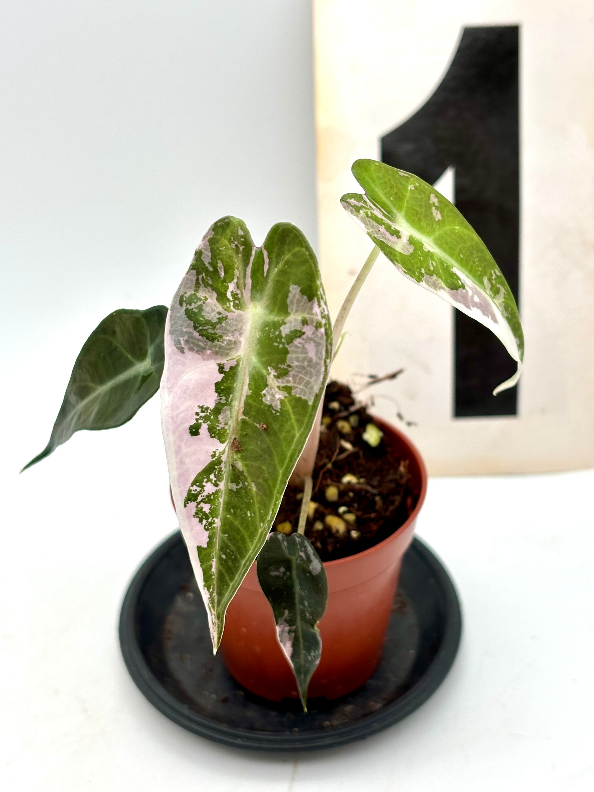 Variegierte Alocasia Bambino Pflanze von Exotic-Flowers, grüne Blätter mit weißen Mustern, kleine Zimmerpflanze, Nahaufnahme