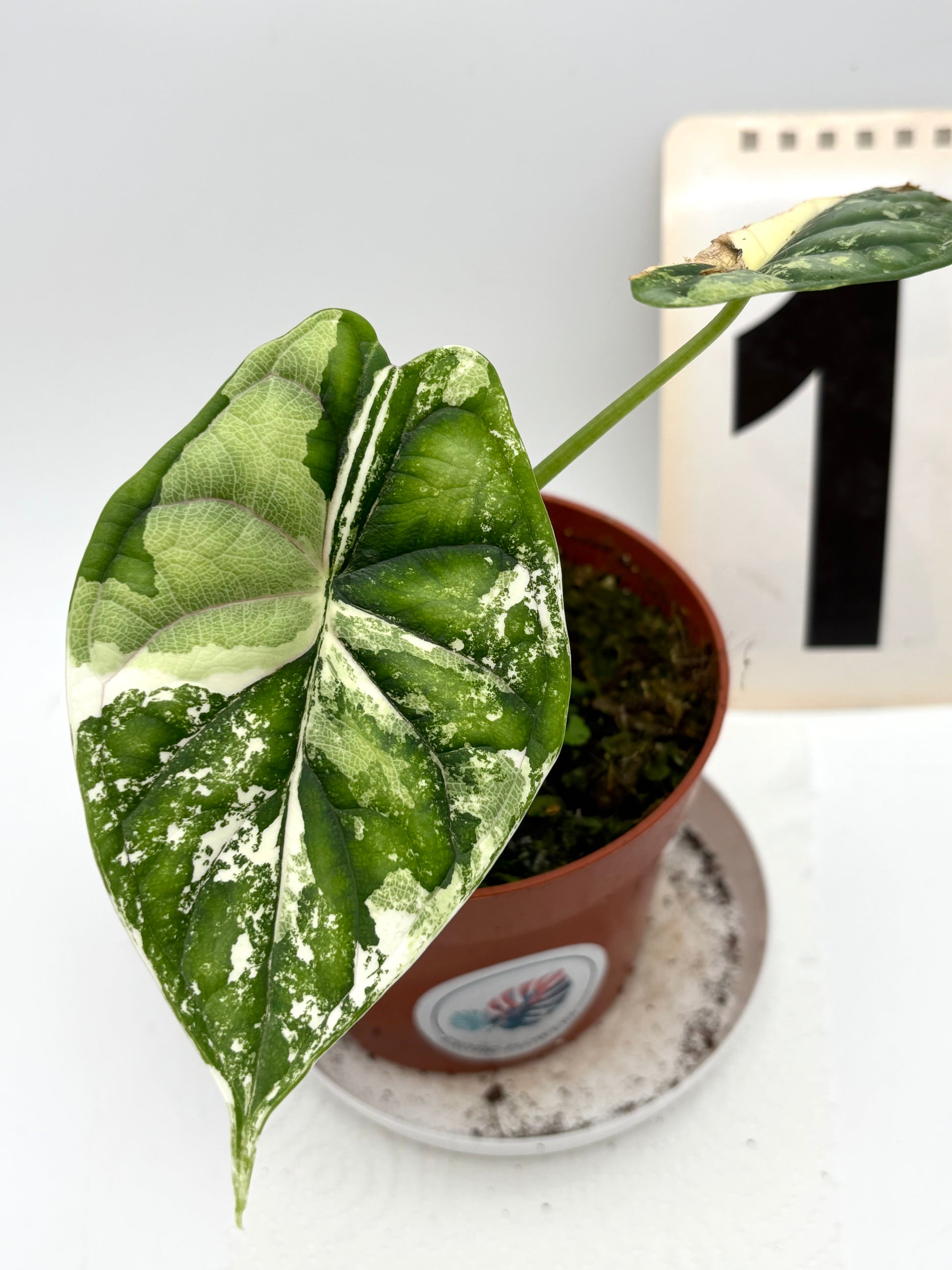 Alocasia Dragon Scale Variegata