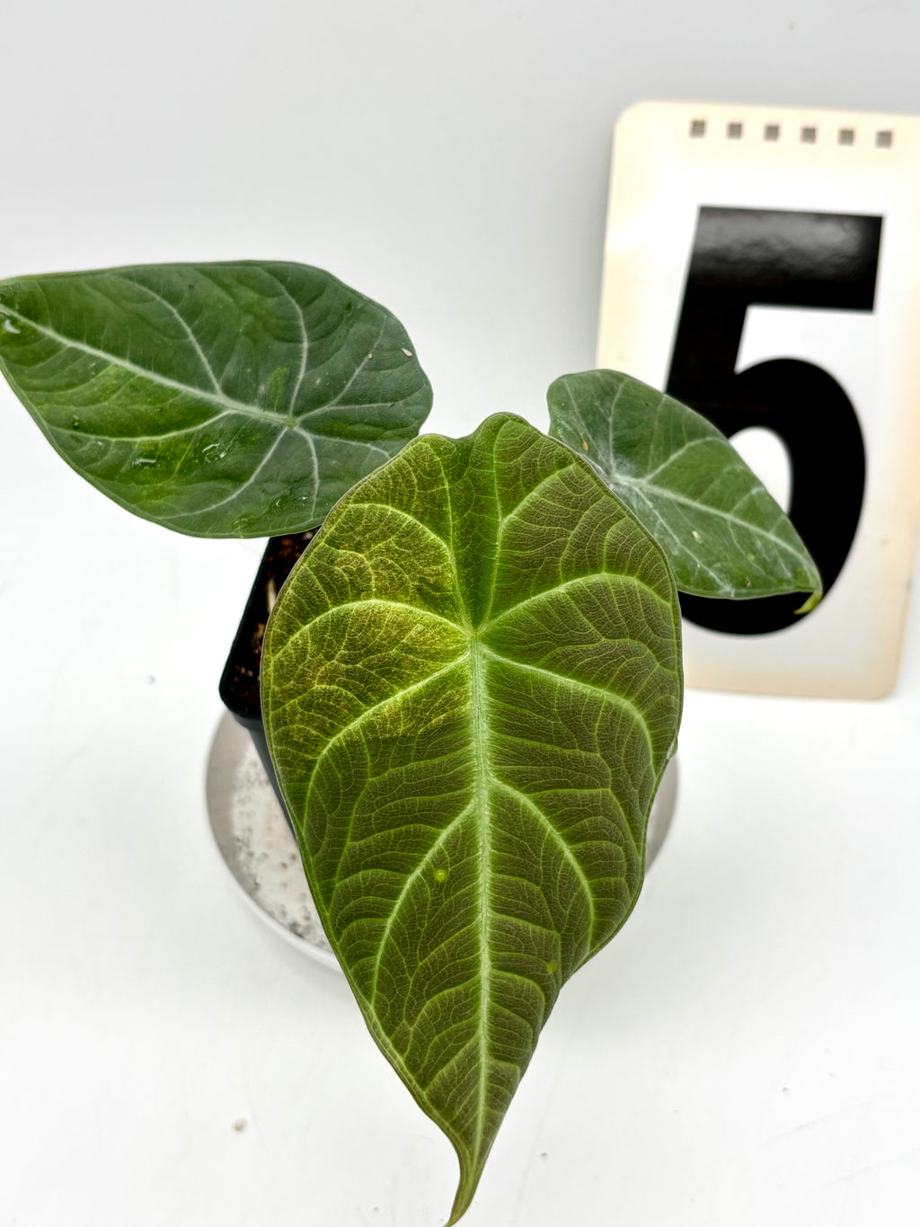 Alocasia Maharani Aurea Variegata