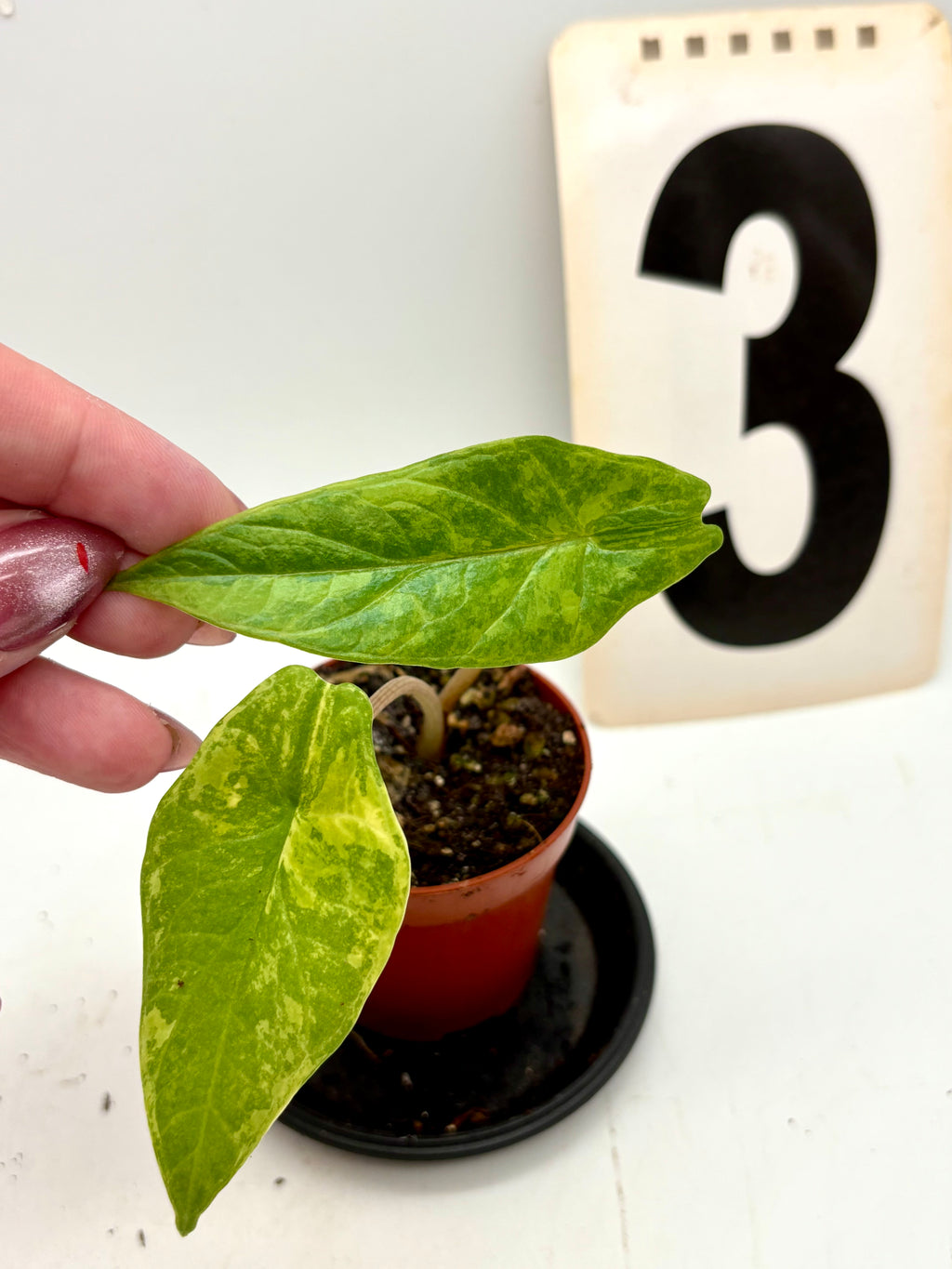 Alocasia Scalprum Variegata