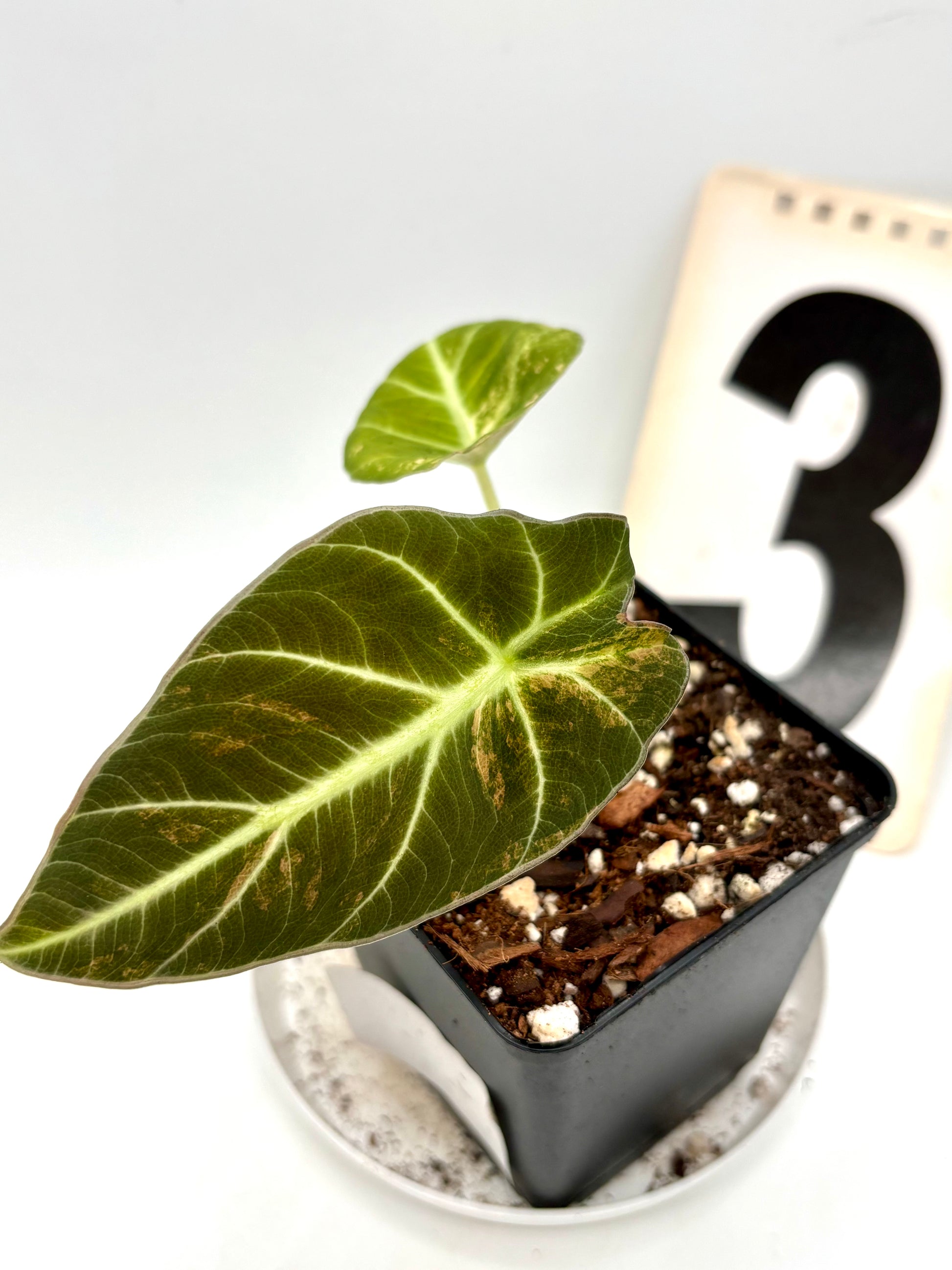 Alocasia Black Velvet Aurea Variegata
