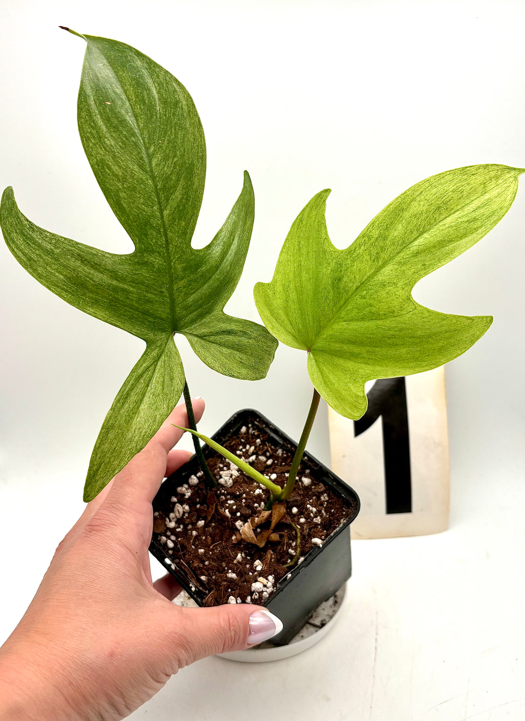Philodendron Florida Ghost von Exotic-Flowers, grüne Blätter mit weißen bis cremigen Rändern, Zimmerpflanze in Topf.