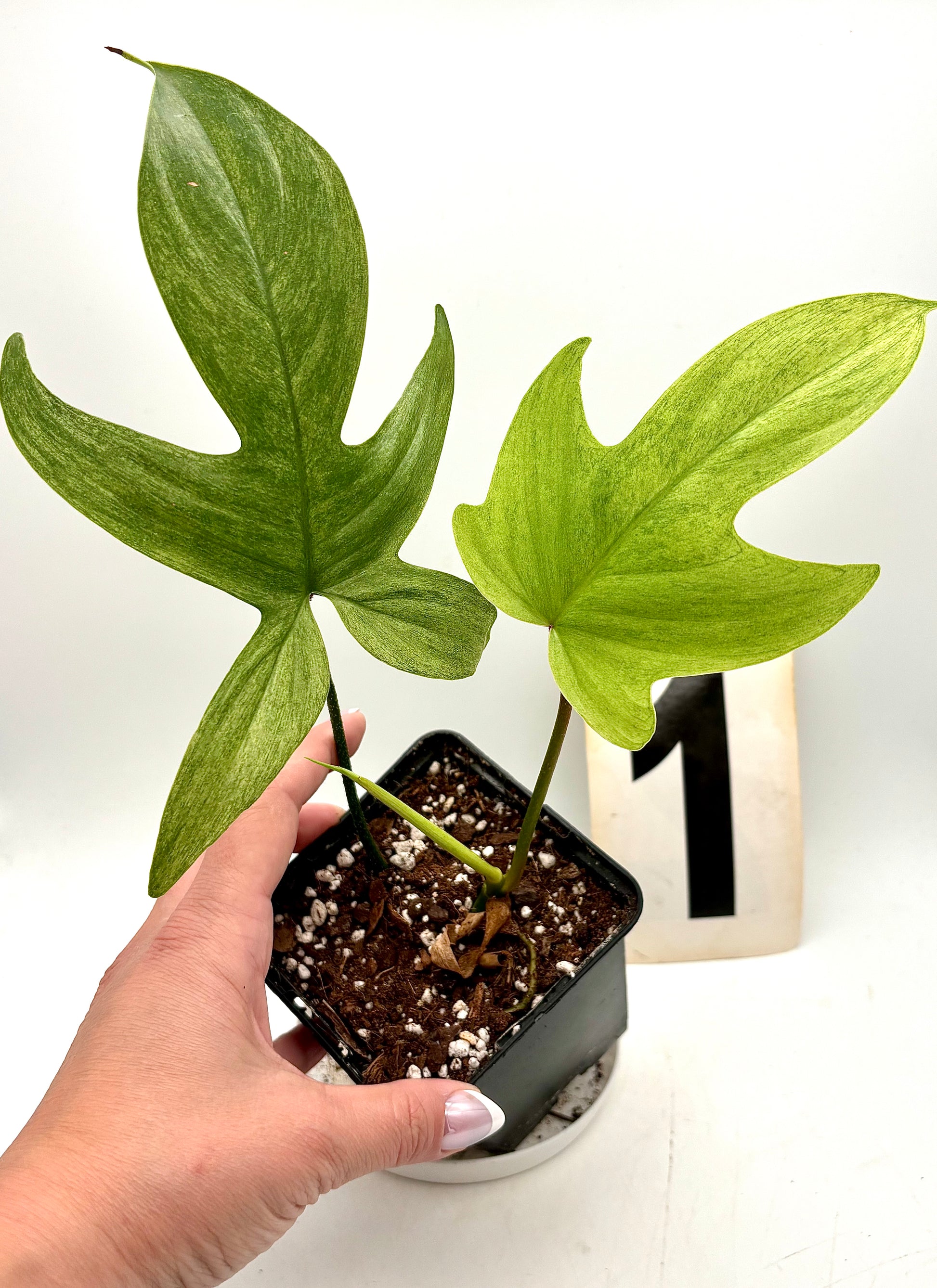 Philodendron Florida Ghost
