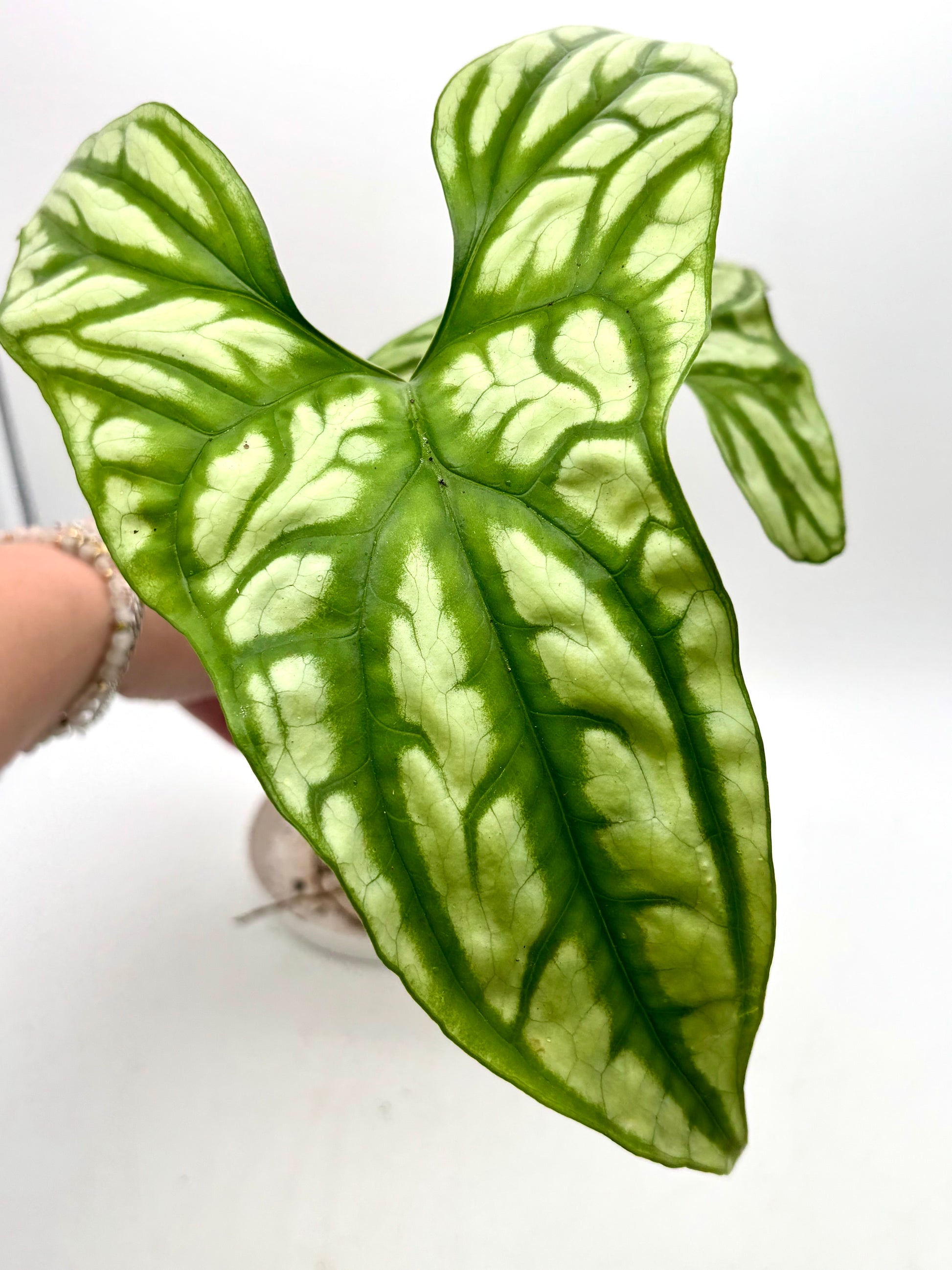 Grüne Cercestis Mirabilis Pflanze mit herzförmigen Blättern in einem Topf, gepflegt und gesund, bei Exotic-Flowers.