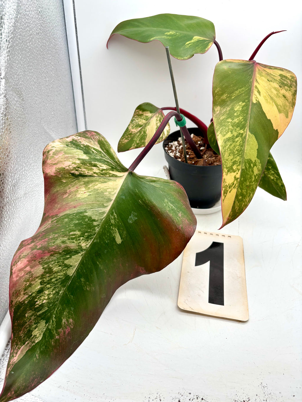 Philodendron Strawberry Shake Pflanze von Exotic-Flowers, grüne Blätter mit rotem Rand, lebendig und frisch im Topf.