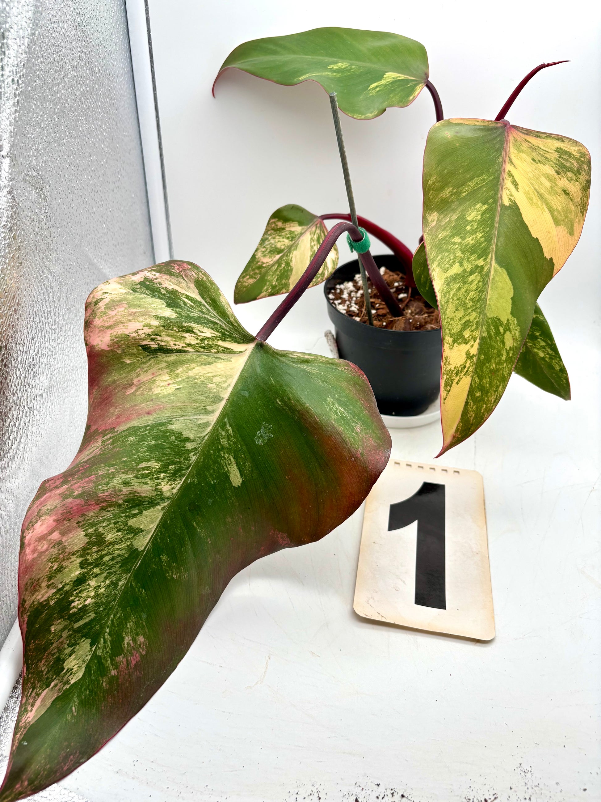 Philodendron Strawberry Shake Pflanze von Exotic-Flowers, grüne Blätter mit rotem Rand, lebendig und frisch im Topf.