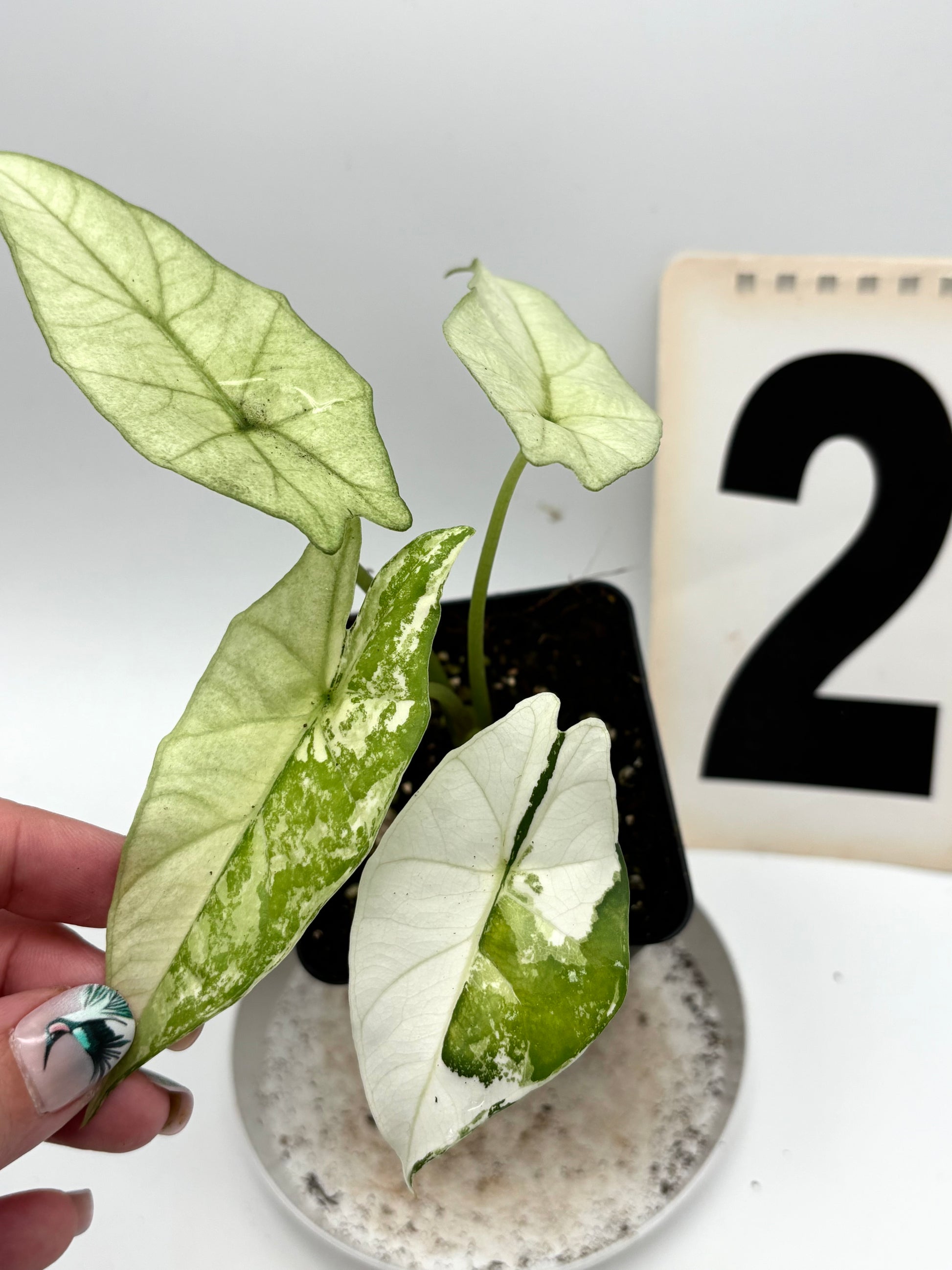 Alocasia Simpo Albo Variegata