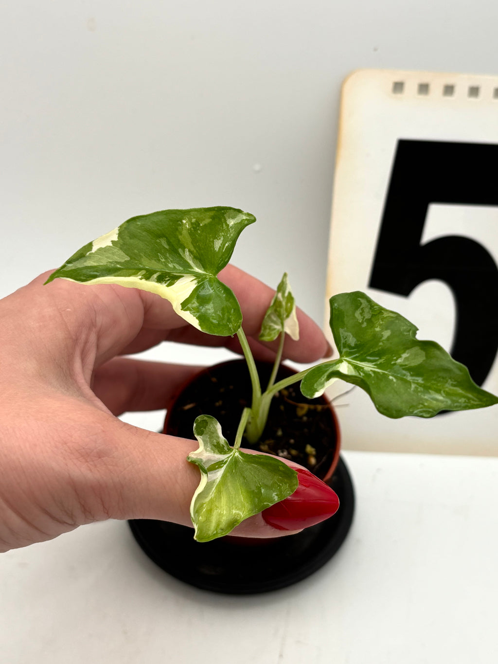 Alocasia Cucullata Crinkles Variegata Pflanze von Exotic-Flowers mit großen, grün-weißen Blättern und einzigartiger Musterung