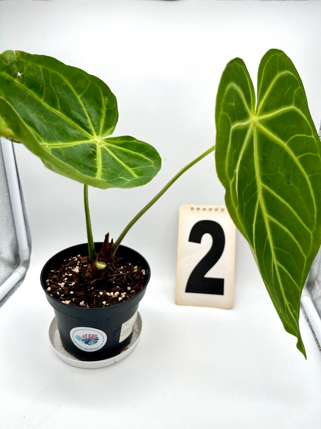 Anthurium Papillilaminum x Magnificum