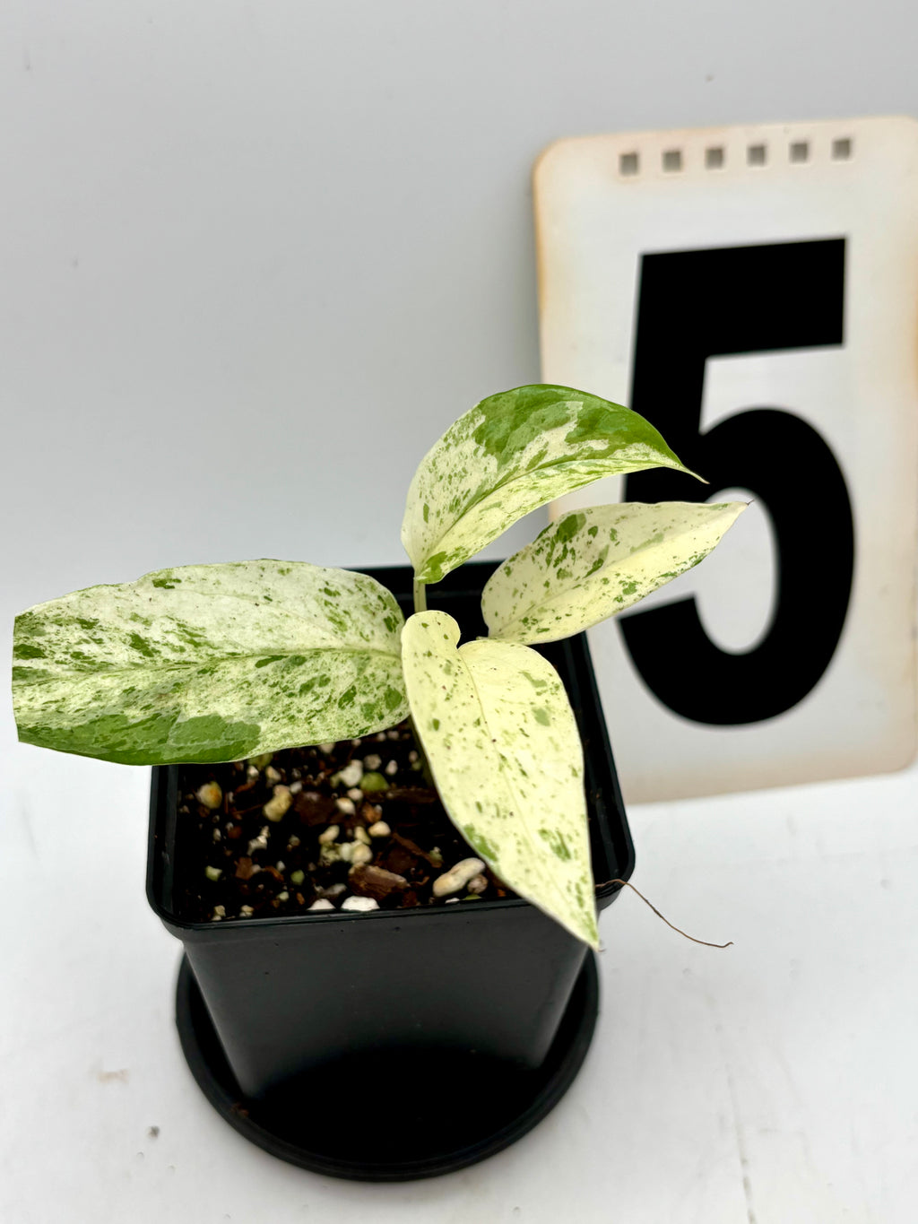 Epipremnum Cebu Blue Variegata Pflanze mit grünen und blauen Blättern, Zimmerpflanze von Exotic-Flowers