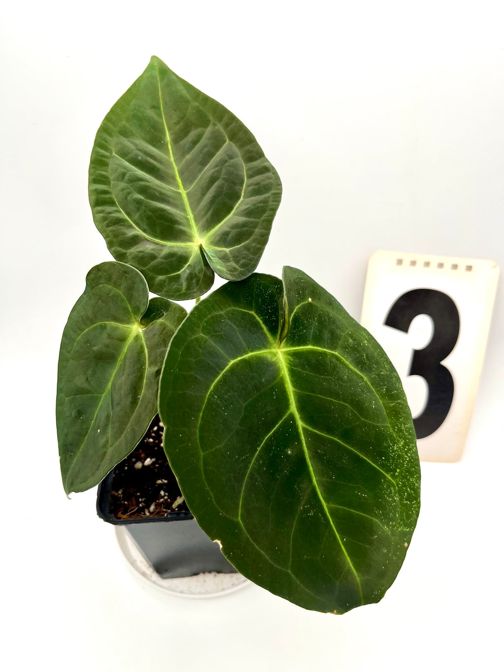 Anthurium Papillilaminum Lago Gatun