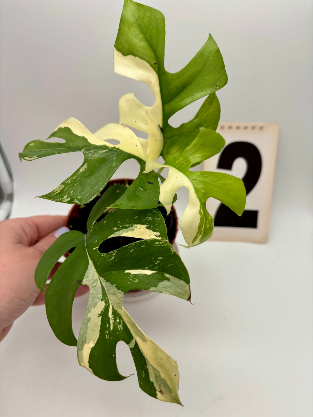 Rhaphidophora Tetrasperma Albo Variegata / Monstera Minima