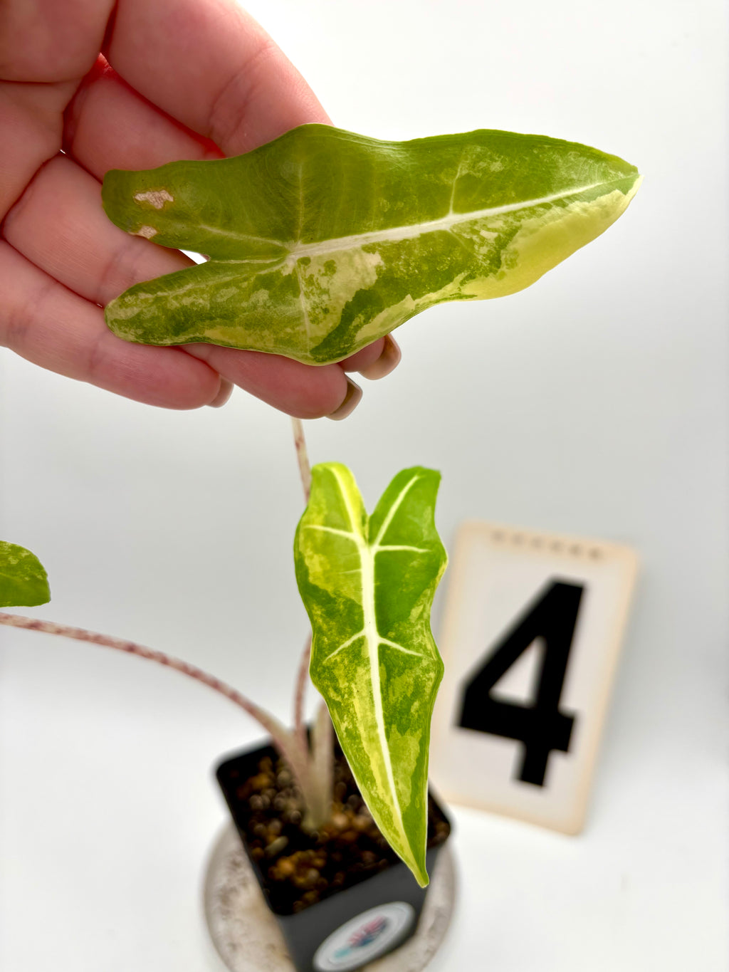 Alocasia Sarian Aurea Variegata