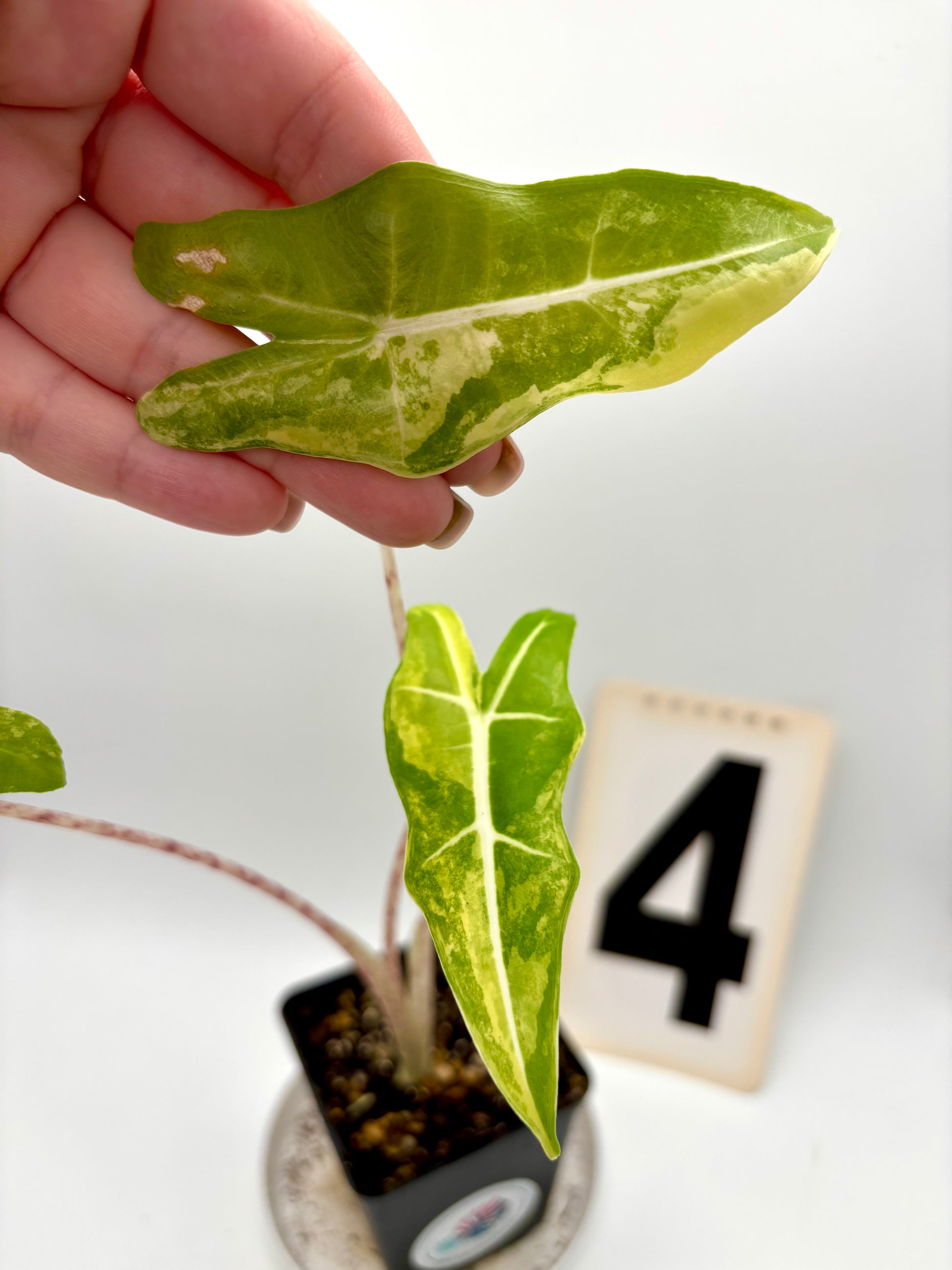 Alocasia Sarian Aurea Variegata
