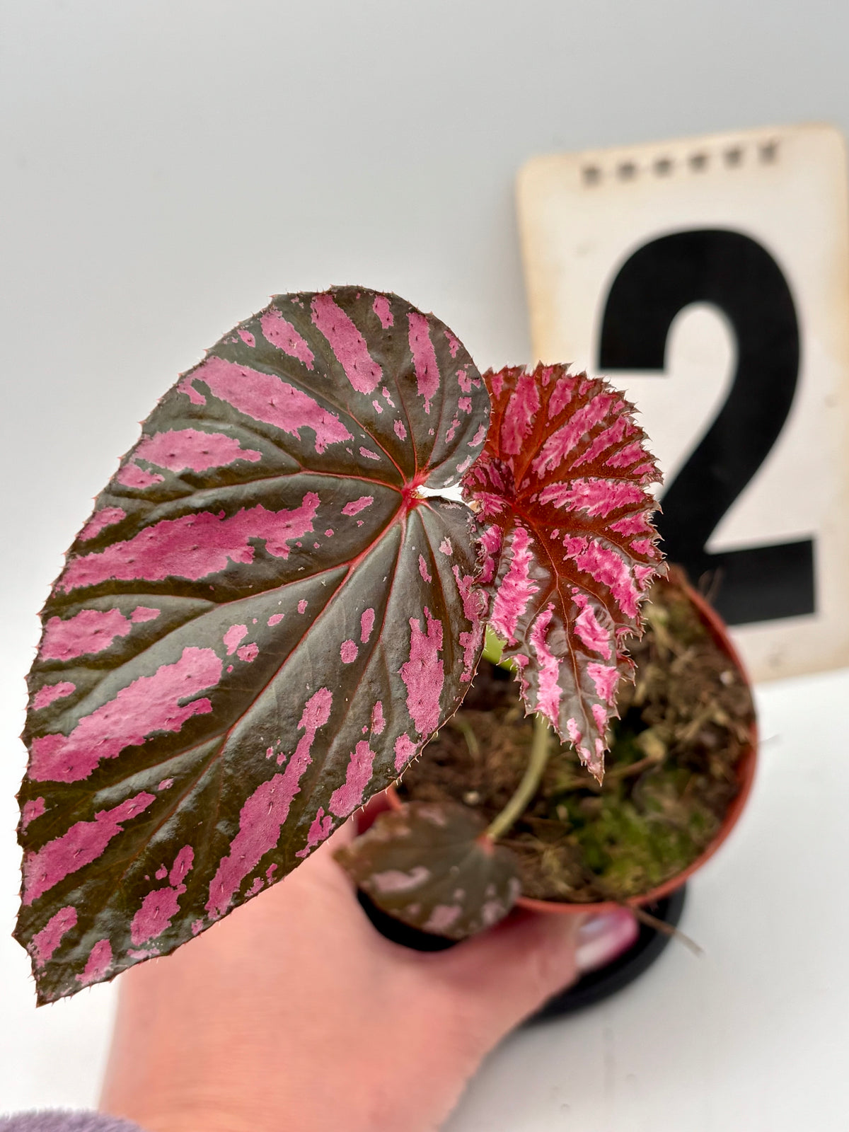 Begonia Brevirimosa