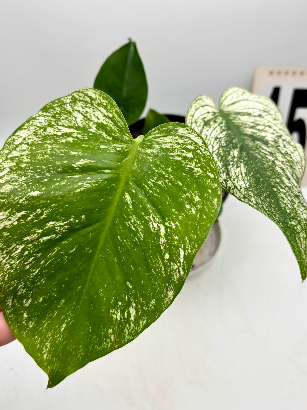 Schwarze Monstera Devil Monster Pflanze mit großen, dekorativen Blättern, von Exotic-Flowers, im Top.