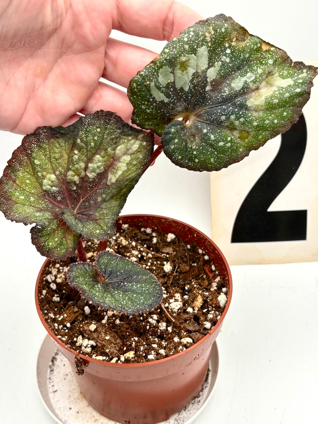 Begonia Speckled - Exotic-Flowers