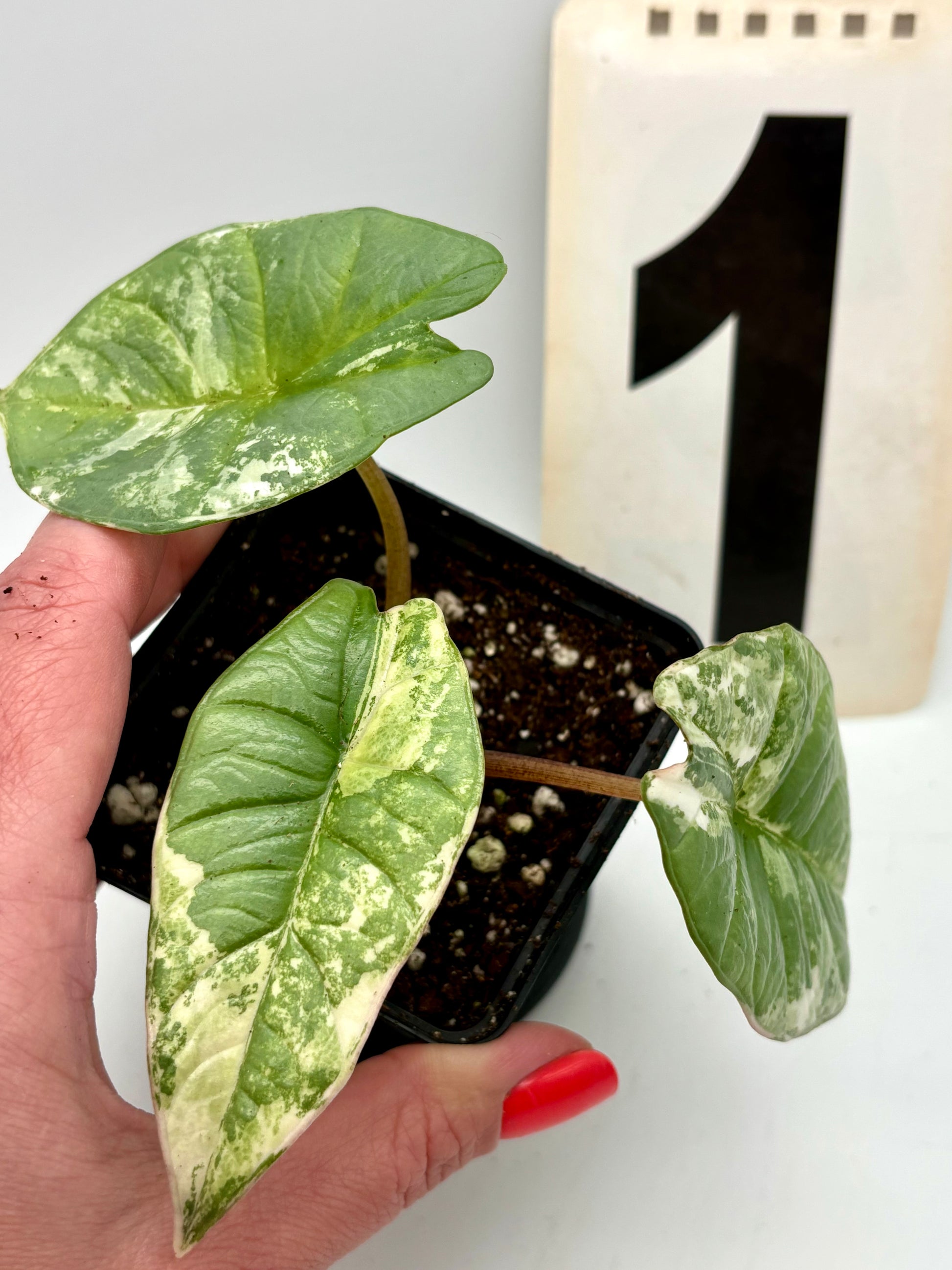 Alocasia Platinum Albo Variegata Pflanze von Exotic-Flowers mit großen, grün-weißen Blättern und auffälliger Musterung.