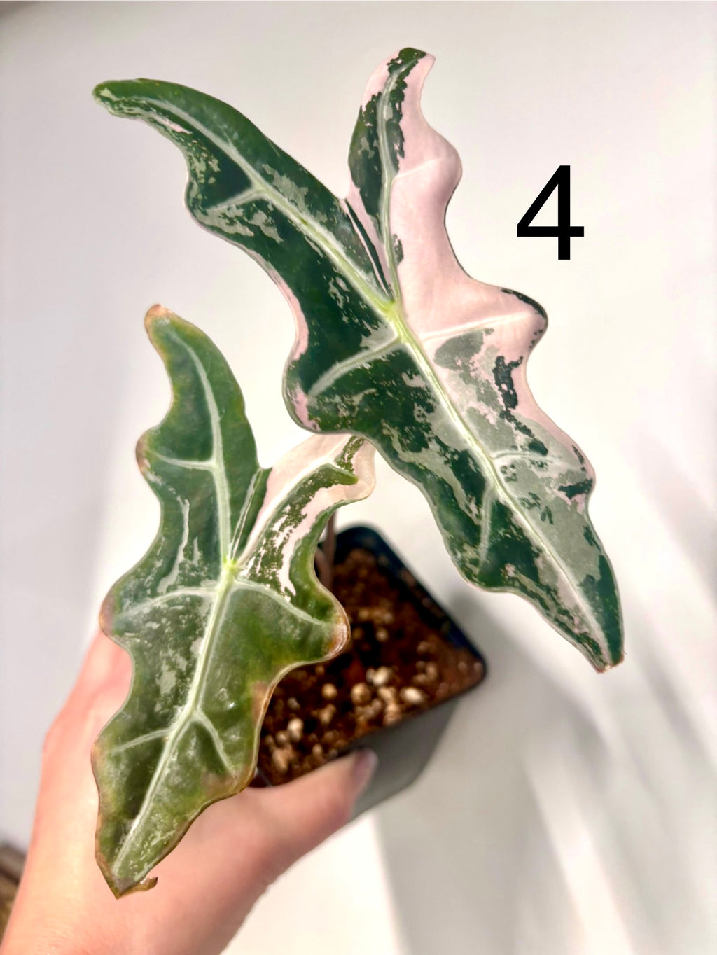 Alocasia Nobilis Variegata Pflanze mit großen, grün-weißen Blättern, von Exotic-Flowers, detailreiche Nahaufnahme