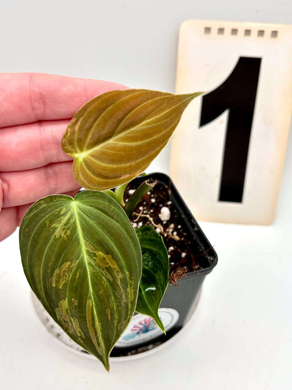 Philodendron Melanochrysum Variegata