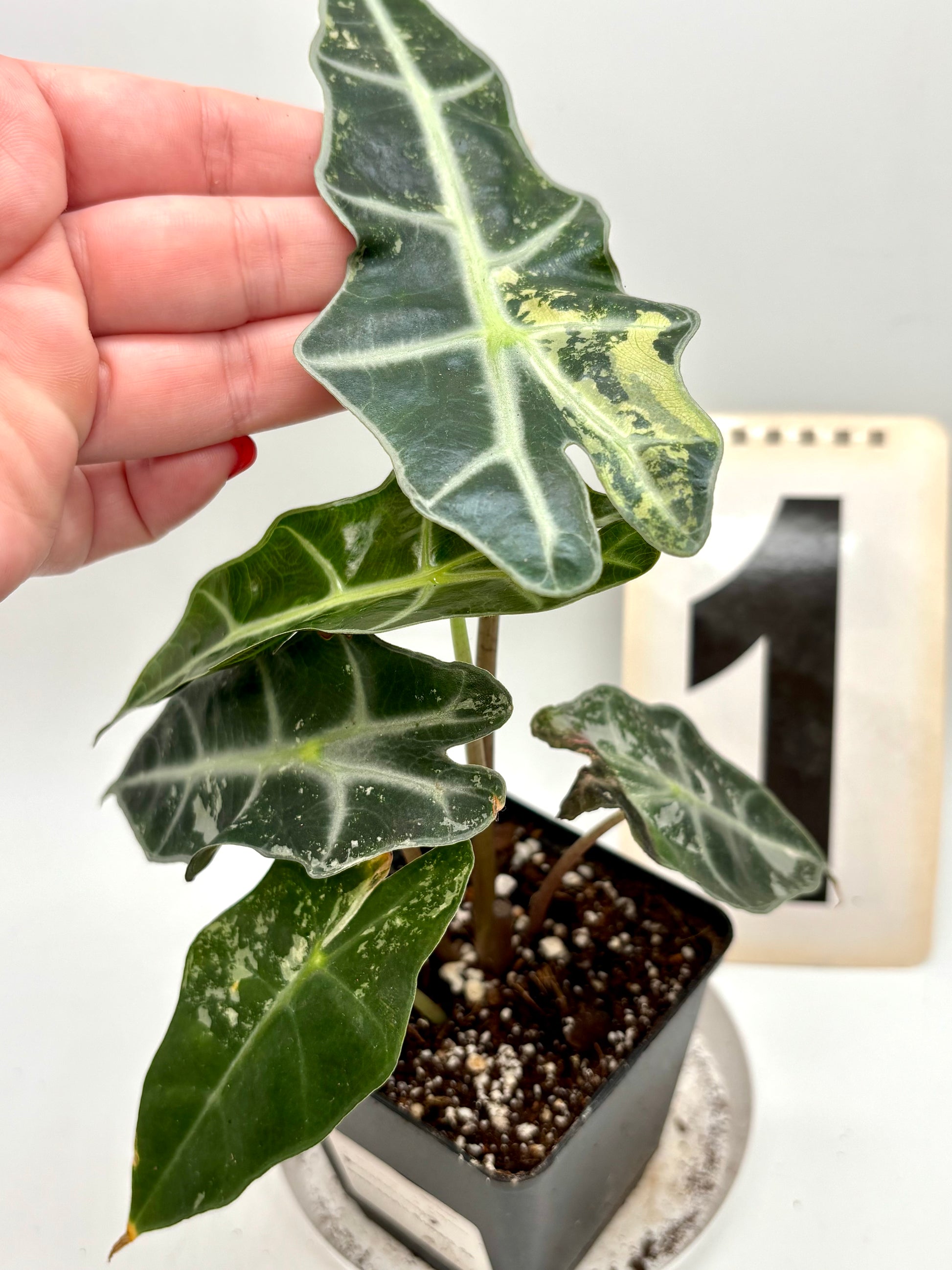 Alocasia Polly Variegata