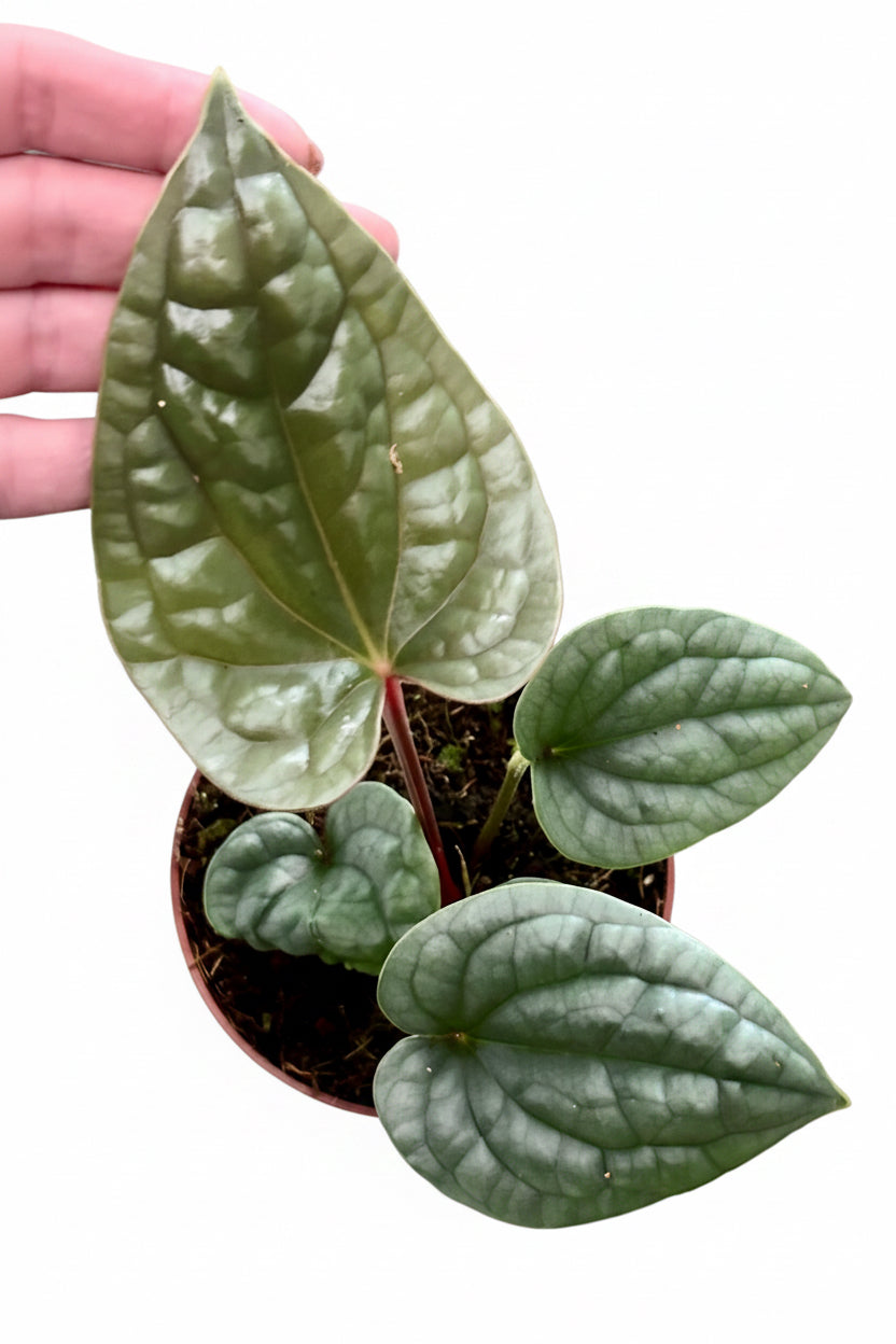 Anthurium Luxurians von Exotic-Flowers mit großen, glänzenden grünen Blättern und auffälligen roten Blüten auf einem Pflanzenständer