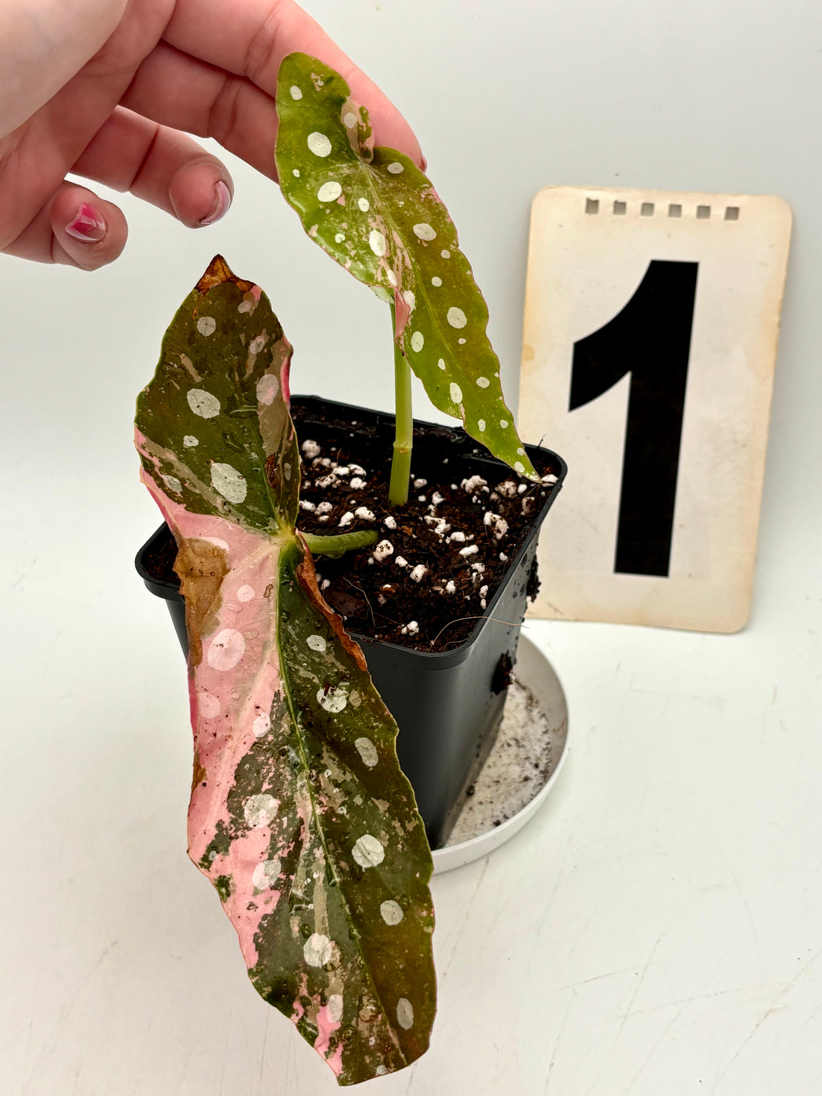 Begonia Maculata Pink Variegata von Exotic-Flowers mit grünen Blättern und pink-weißem Muster, im Top aufgestellt.