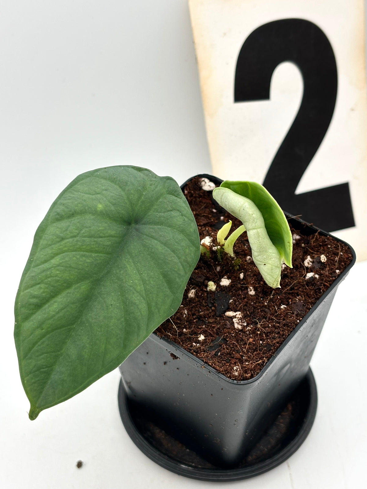 Alocasia Chaii