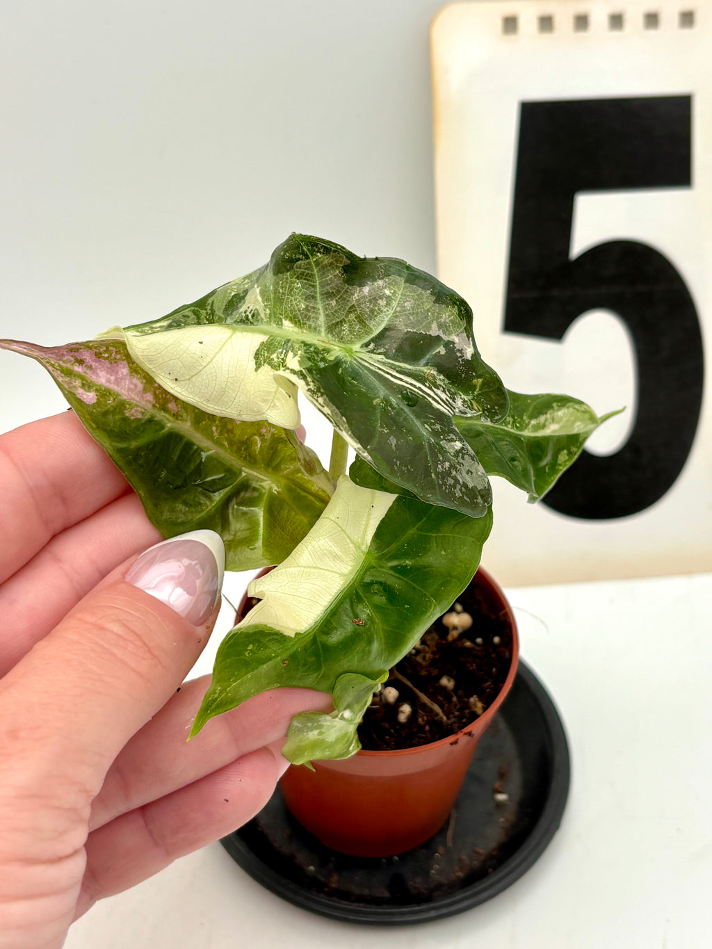 Alocasia Polly Variegata ‚Snowflake‘