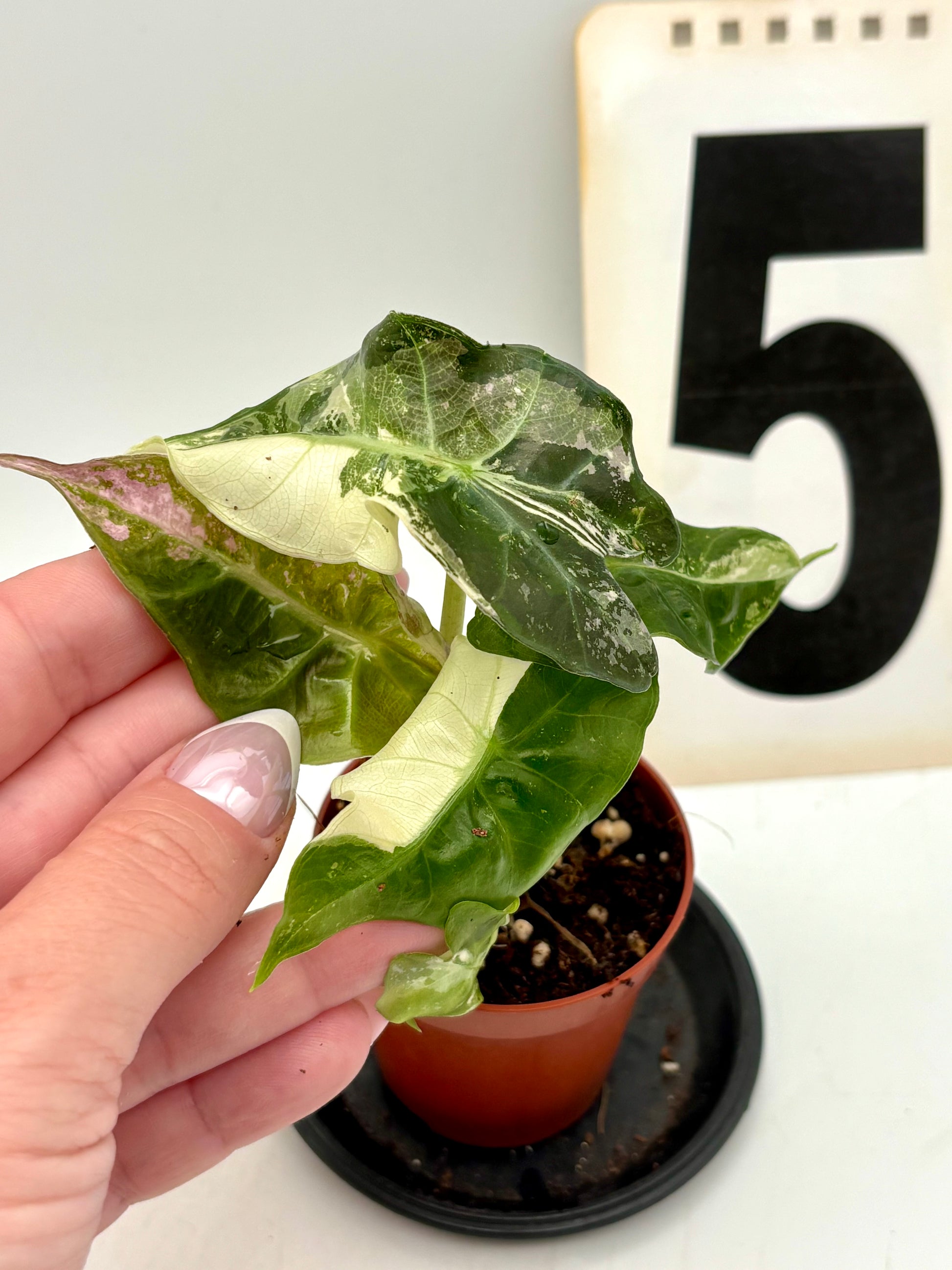 Alocasia Polly Variegata ‚Snowflake‘