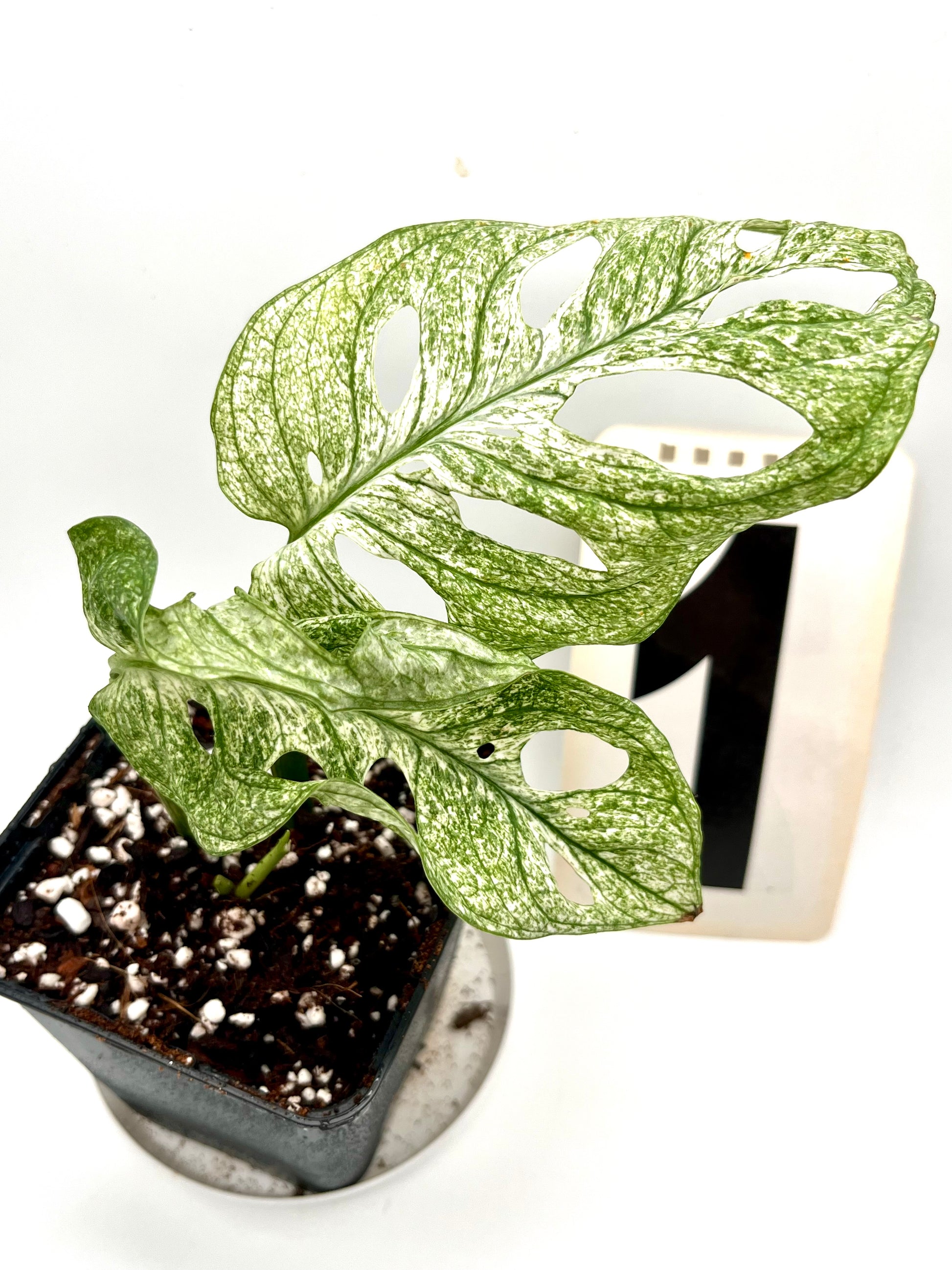 Monstera Adansonii Mint