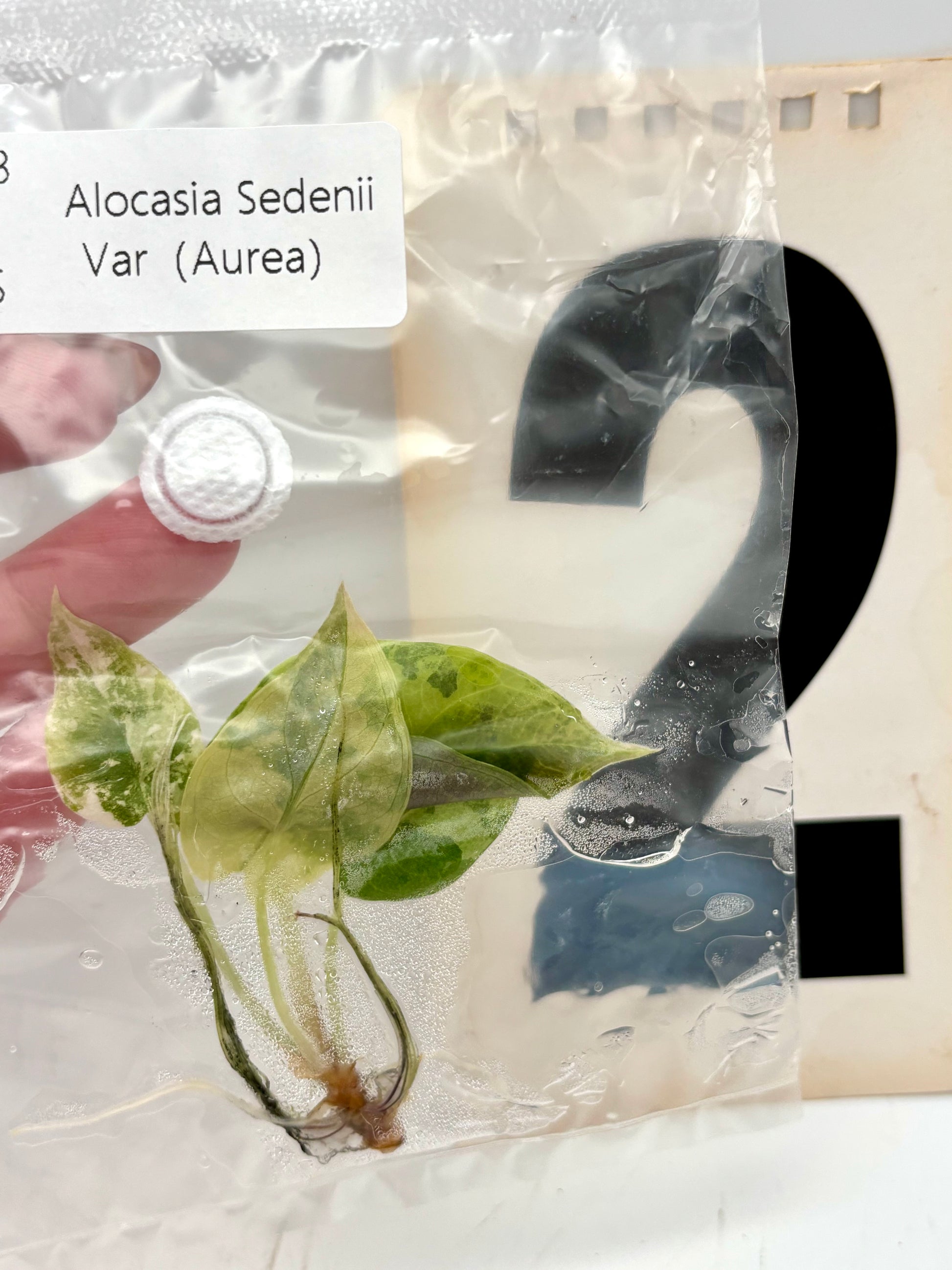 TC - Alocasia Sedenii Aurea Variegata