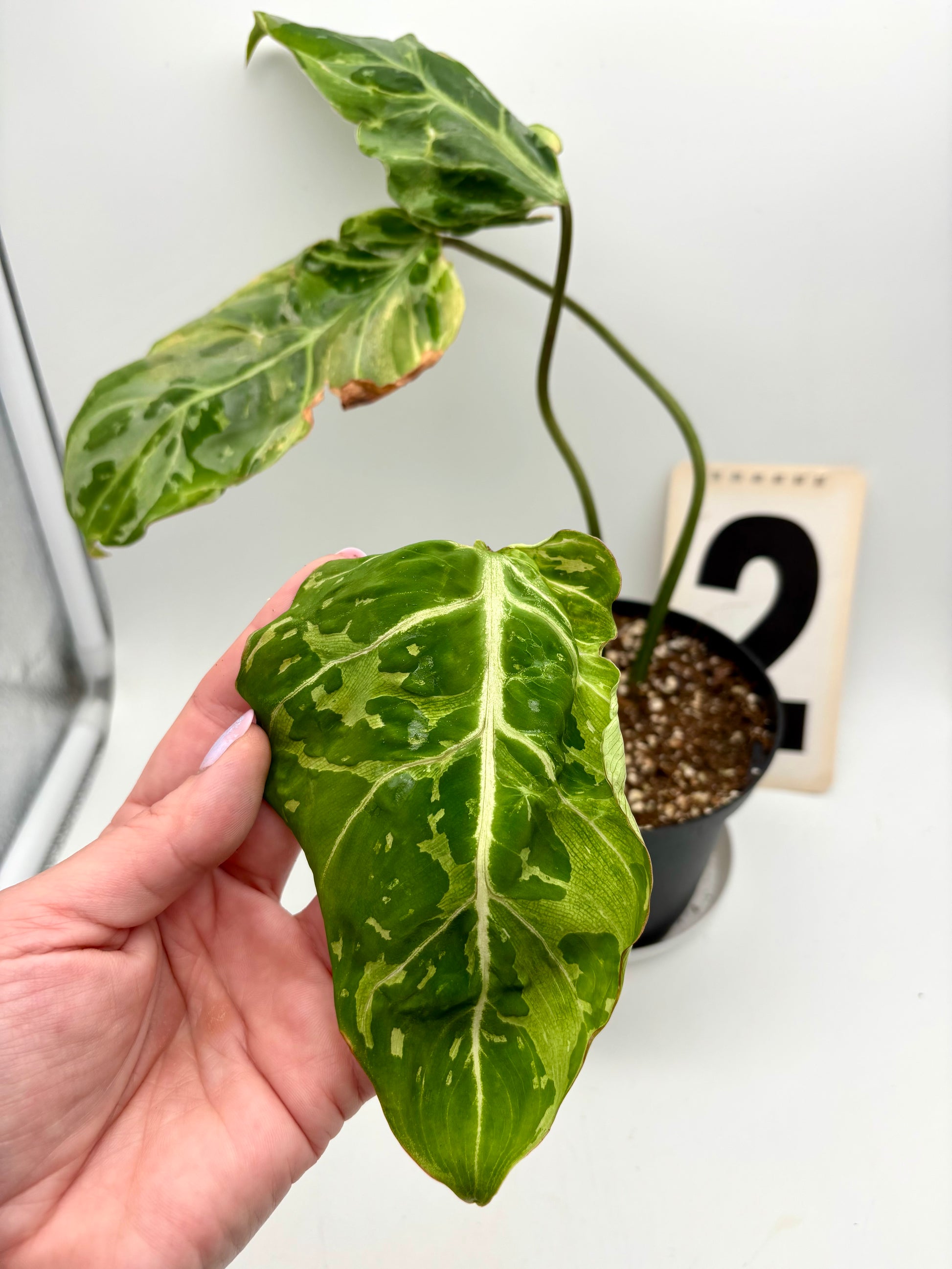 Philodendron Gloriosum Variegata / Snow Leopard