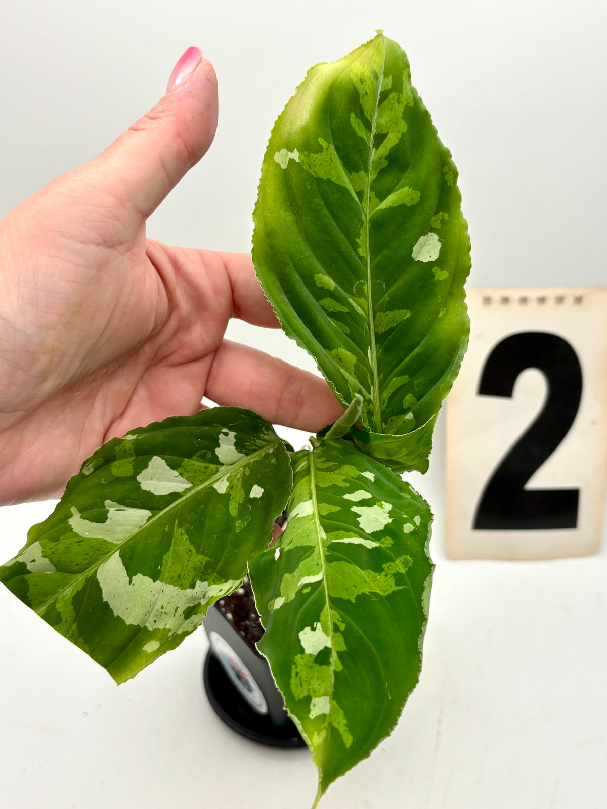 Aglaonema Pictum Tricolor