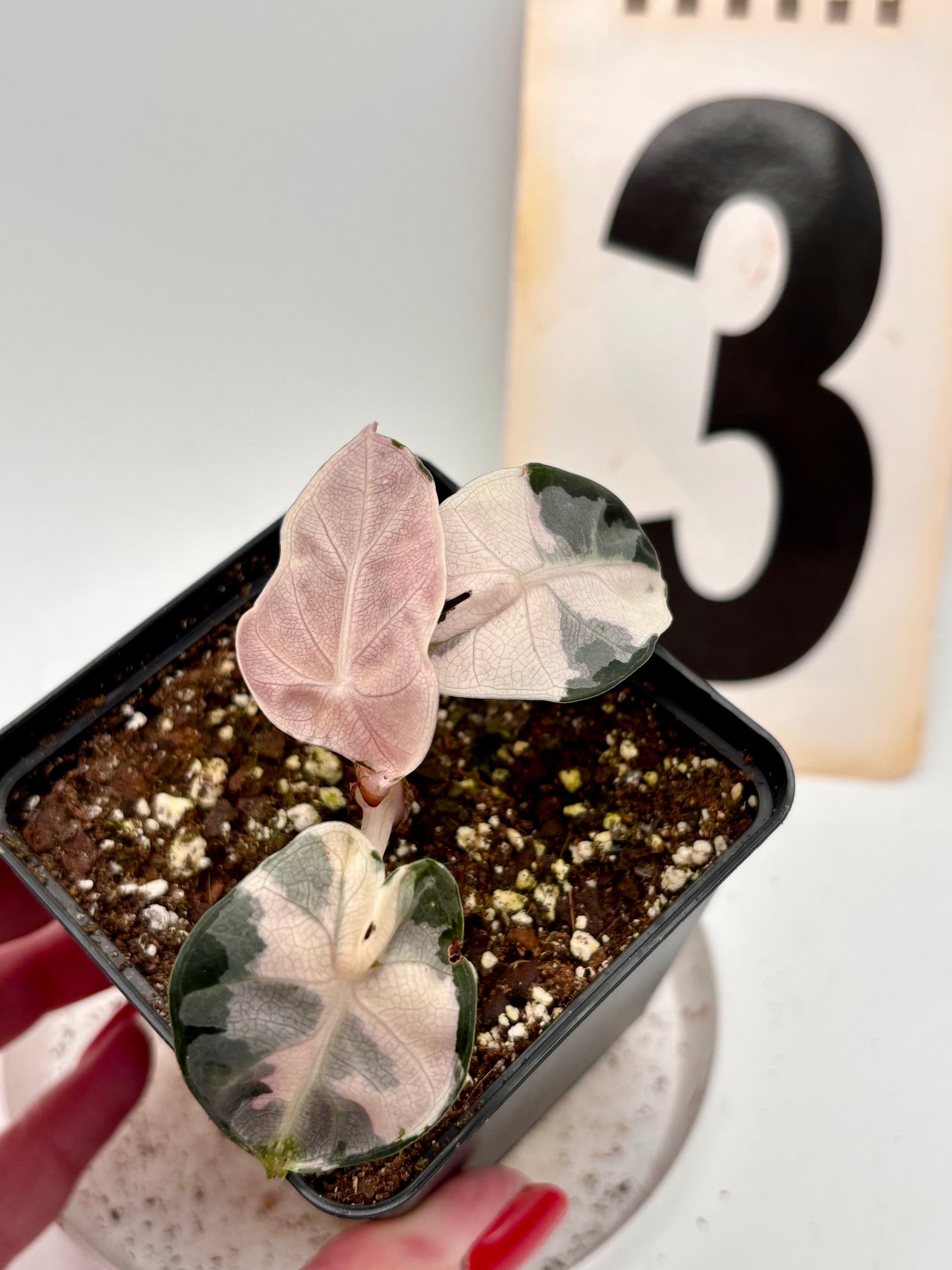 Alocasia Balloon Heart Variegata - Exotic-Flowers