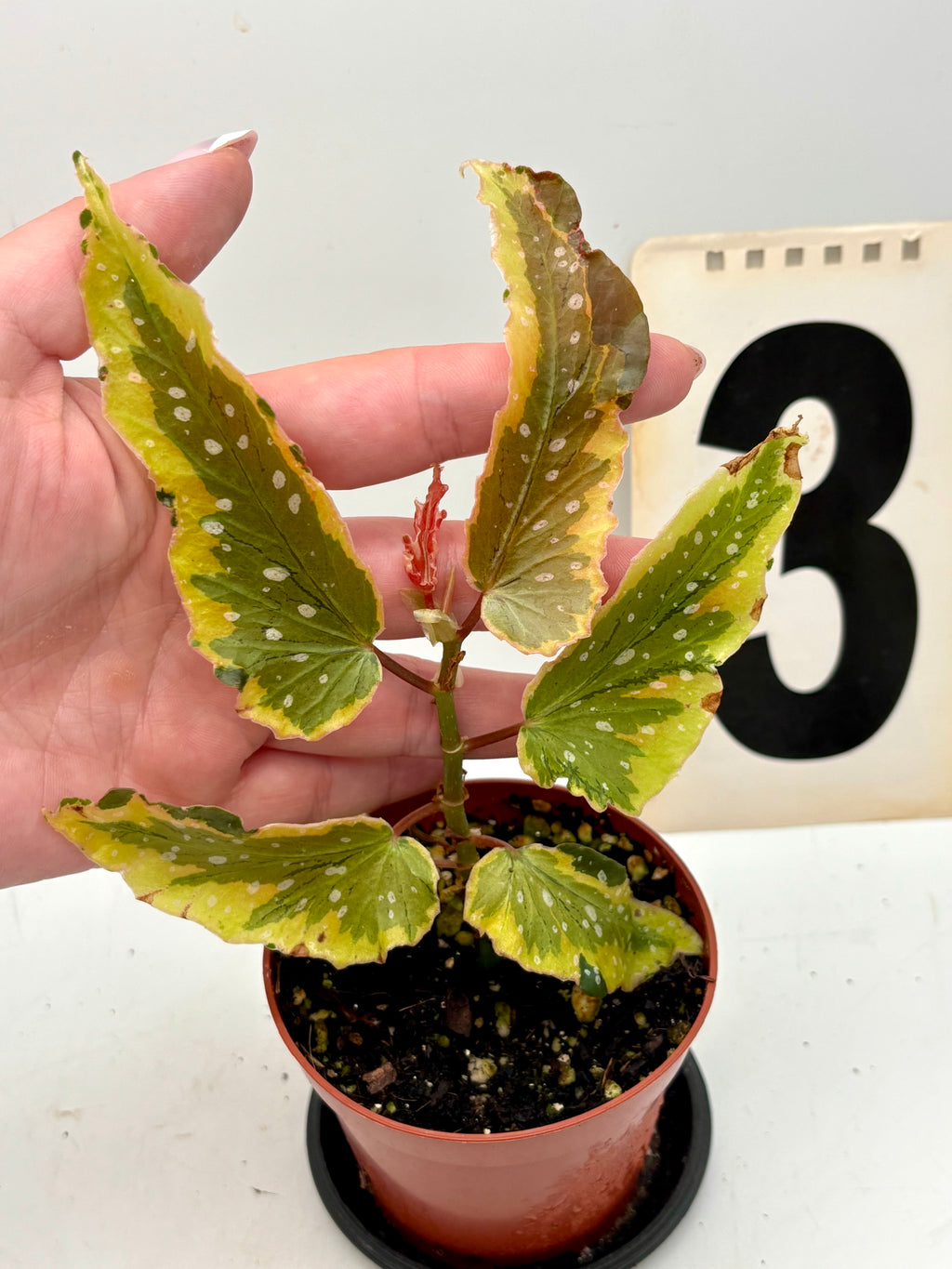 Begonia Dainty Spray Sport Variegata