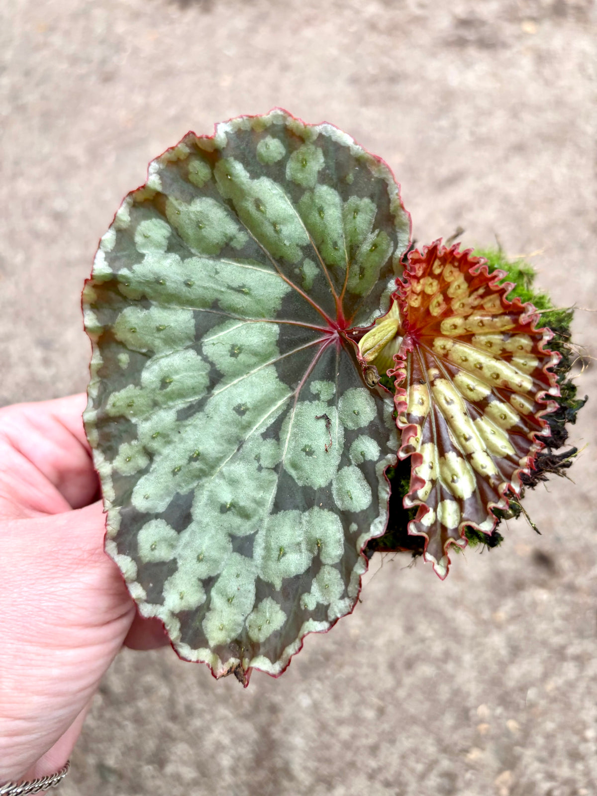 Begonia Umbrella Hybrid
