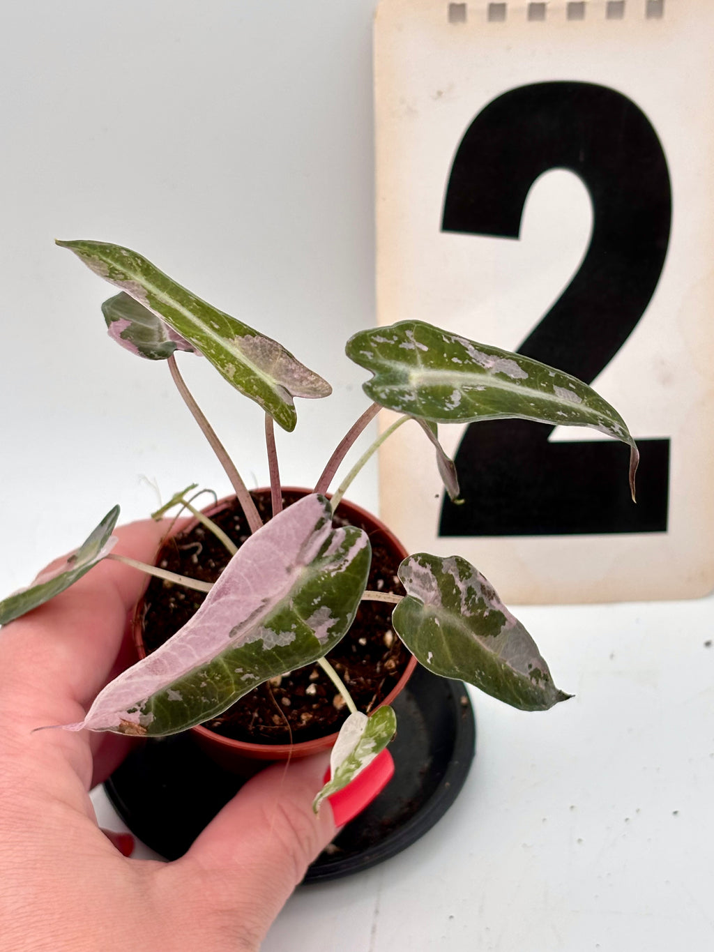 Alocasia Bambino Variegata - Exotic-Flowers