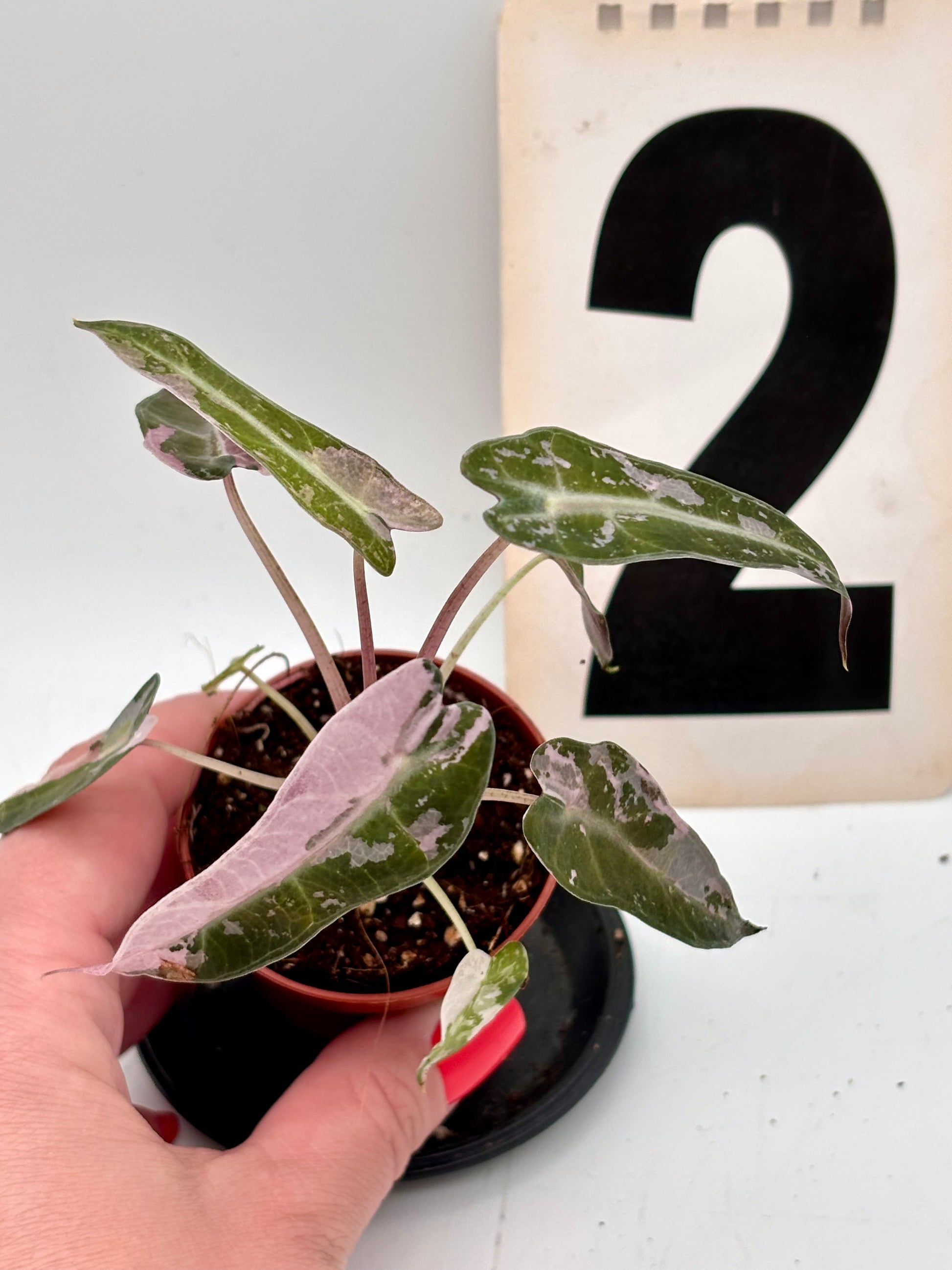 Alocasia Bambino Variegata - Exotic-Flowers