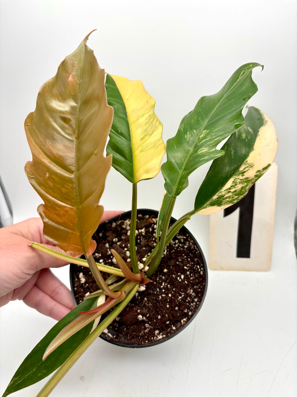 Philodendron Caramel Marble - Exotic-Flowers