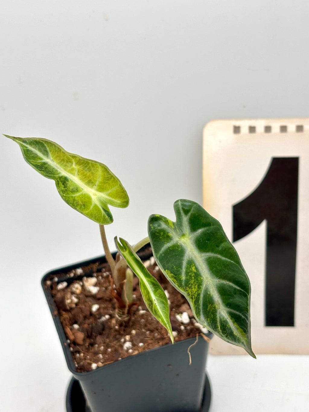Alocasia Bambino Aurea Variegata Pflanze mit grünen und goldenen Blättern, dekorativ bei Exotic-Flowers