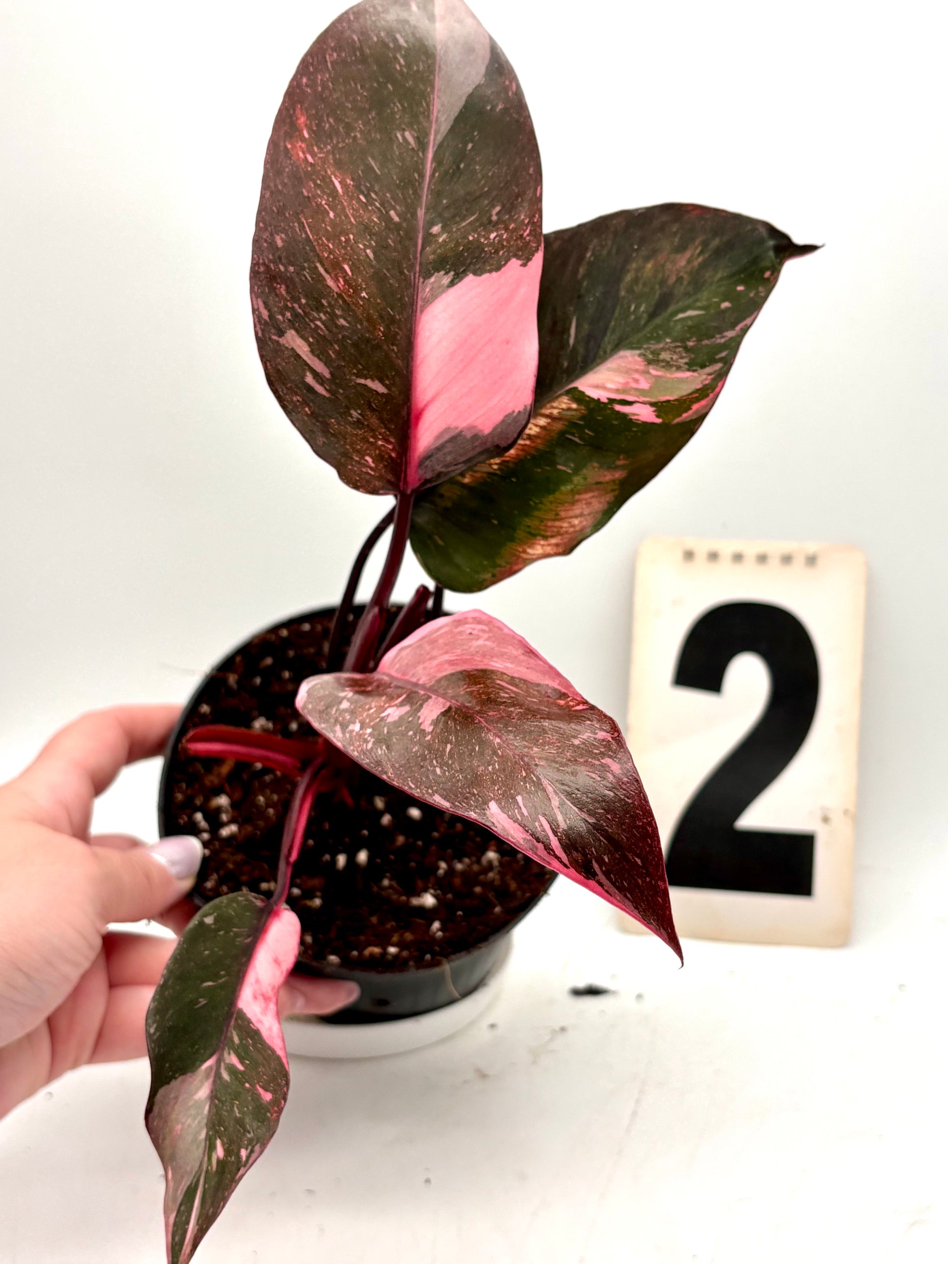 Philodendron Pink Princess Marble