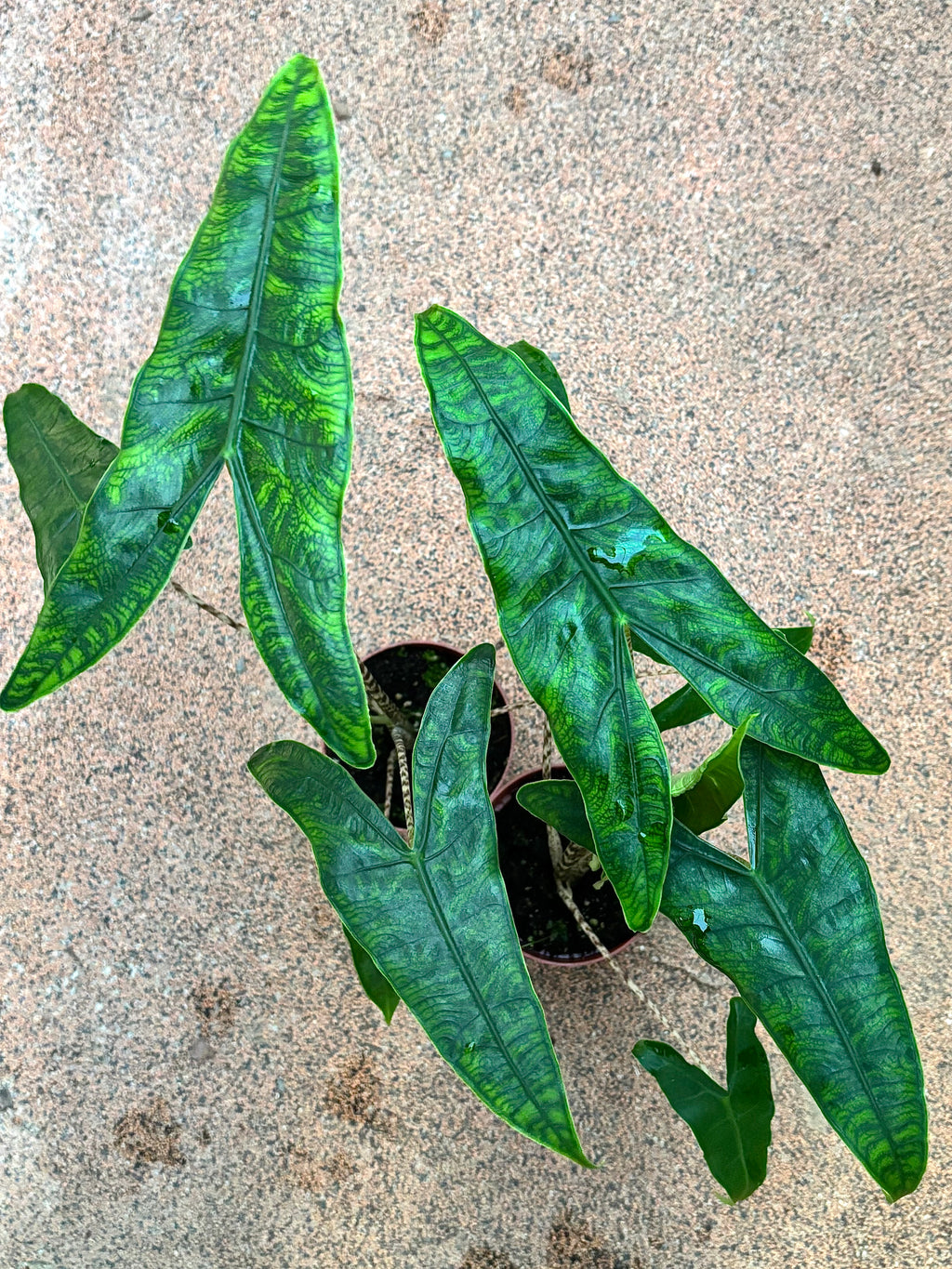 Alocasia Reticulata - Exotic-Flowers